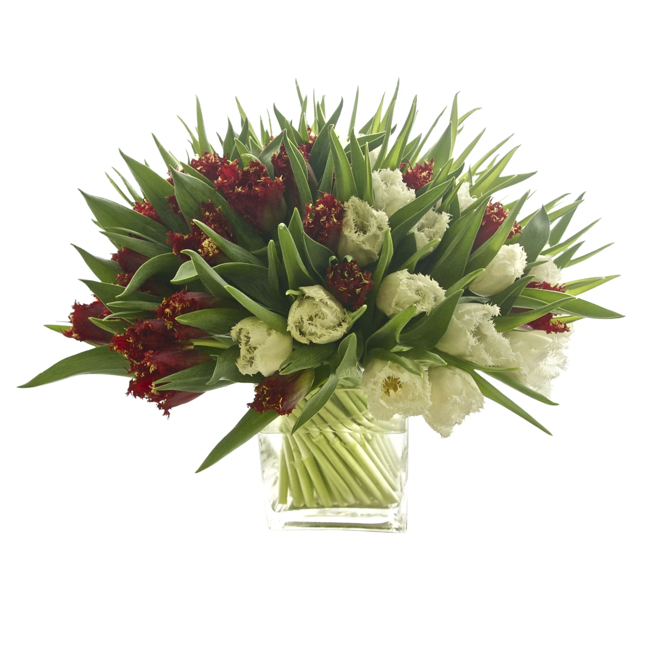 Red and White Tulips