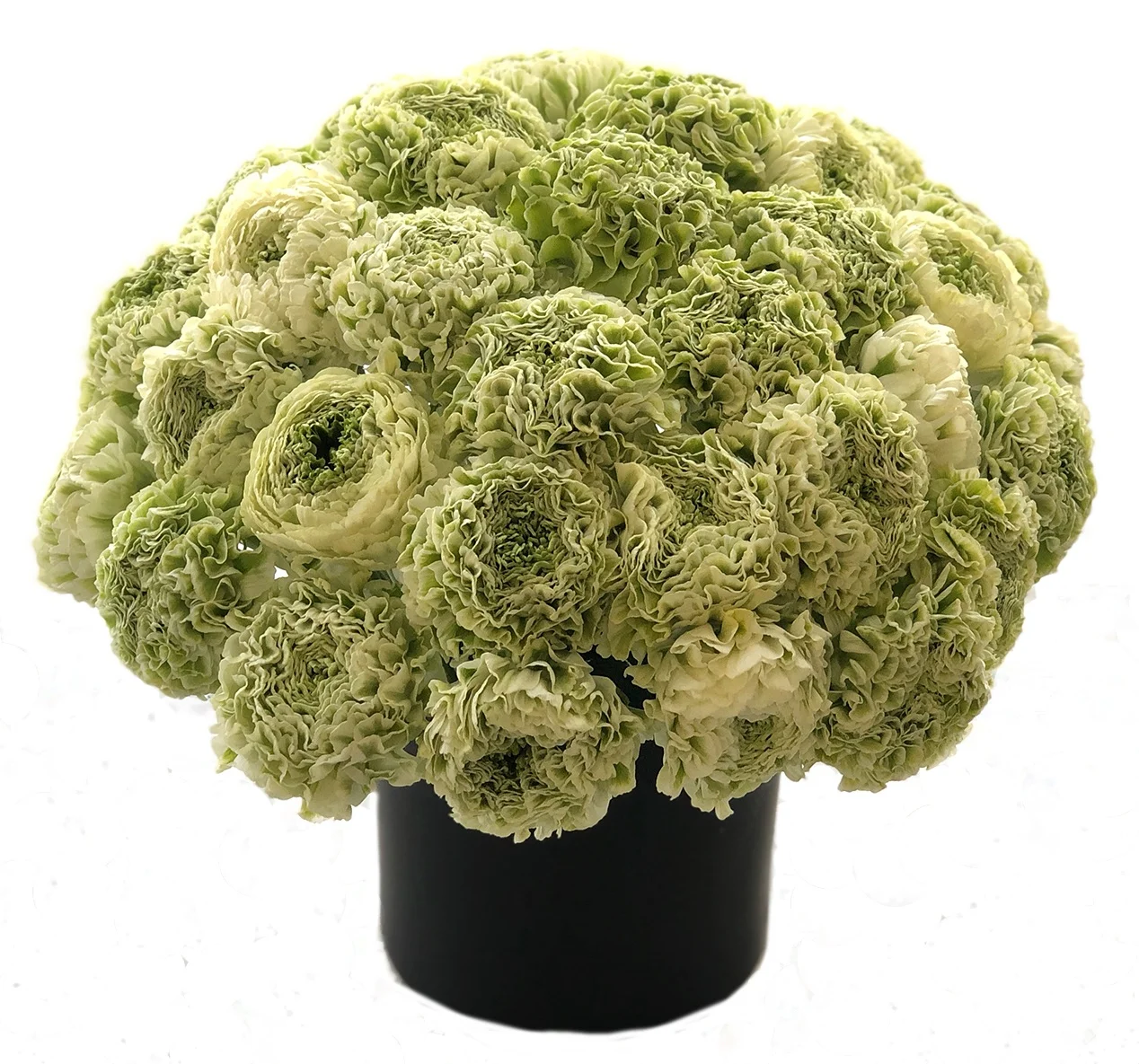 Novelty Ranunculus