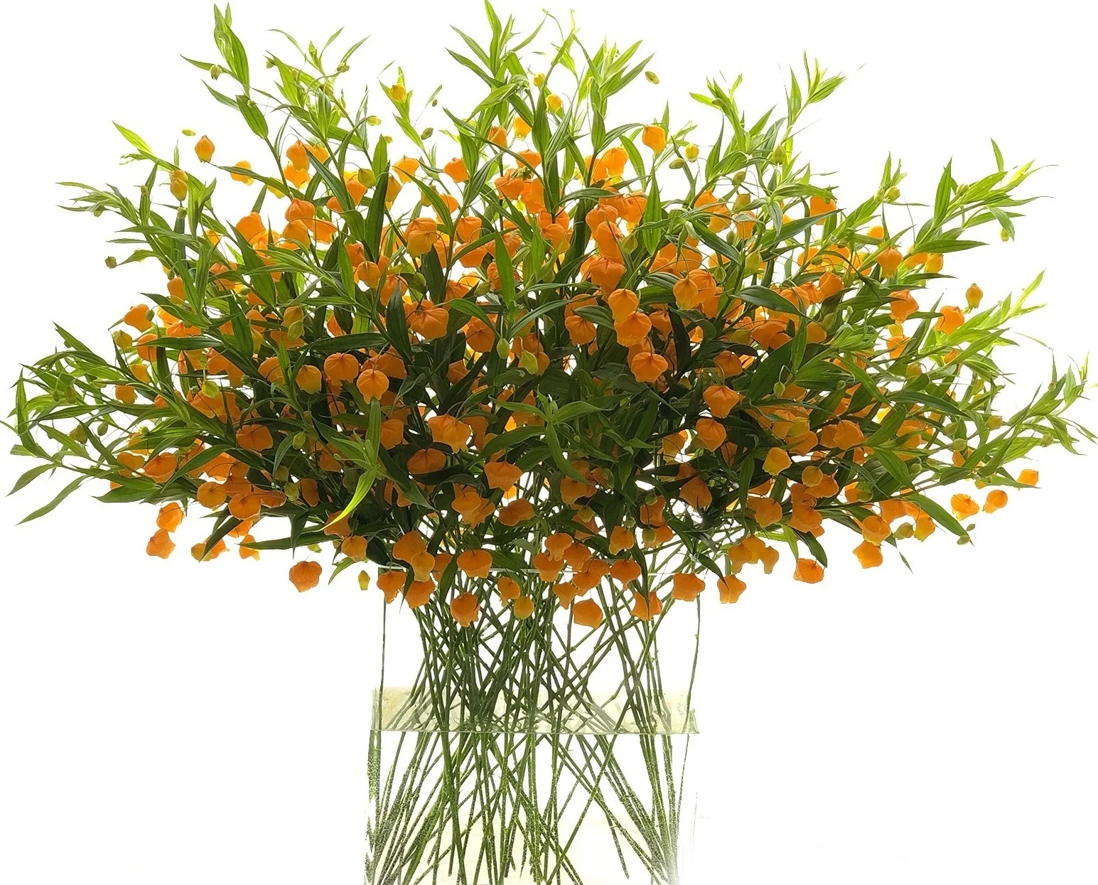 Sandersonia