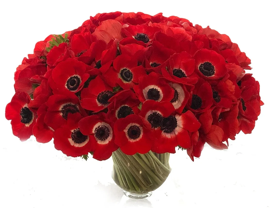 Red Anemones