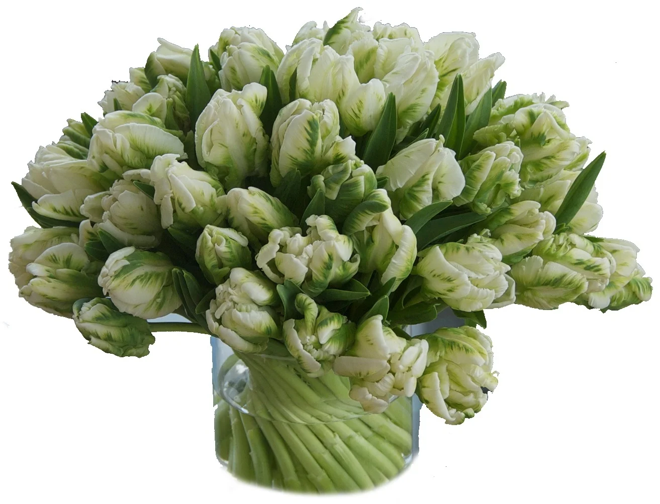 Green Parrot Tulips