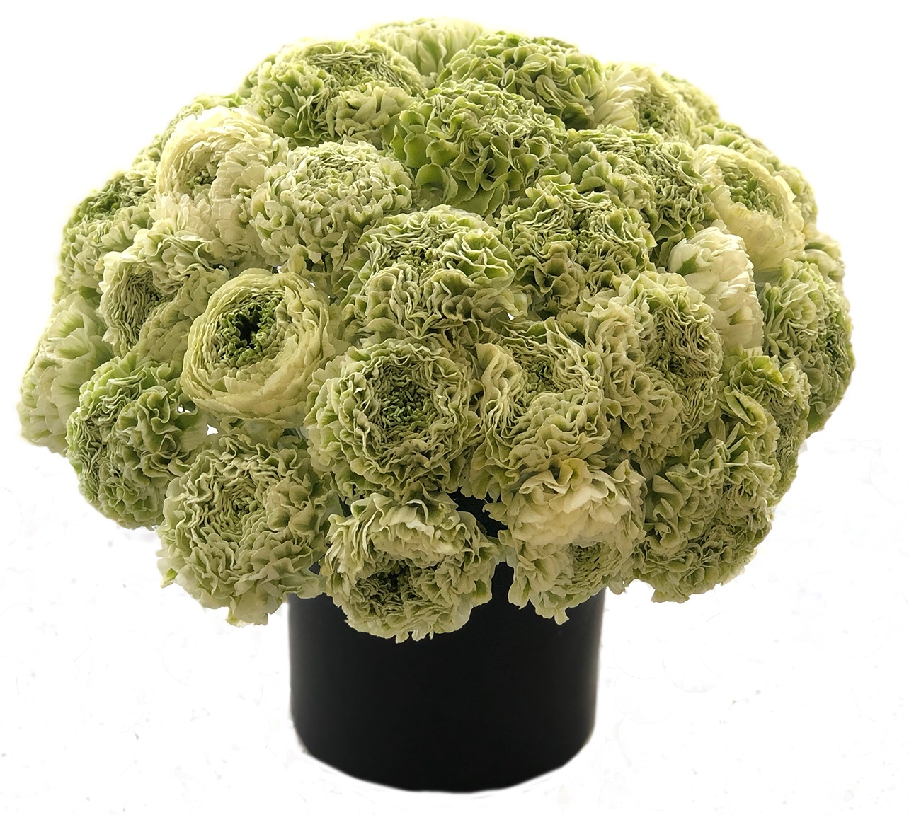 Luxe Novelty Ranunculus 