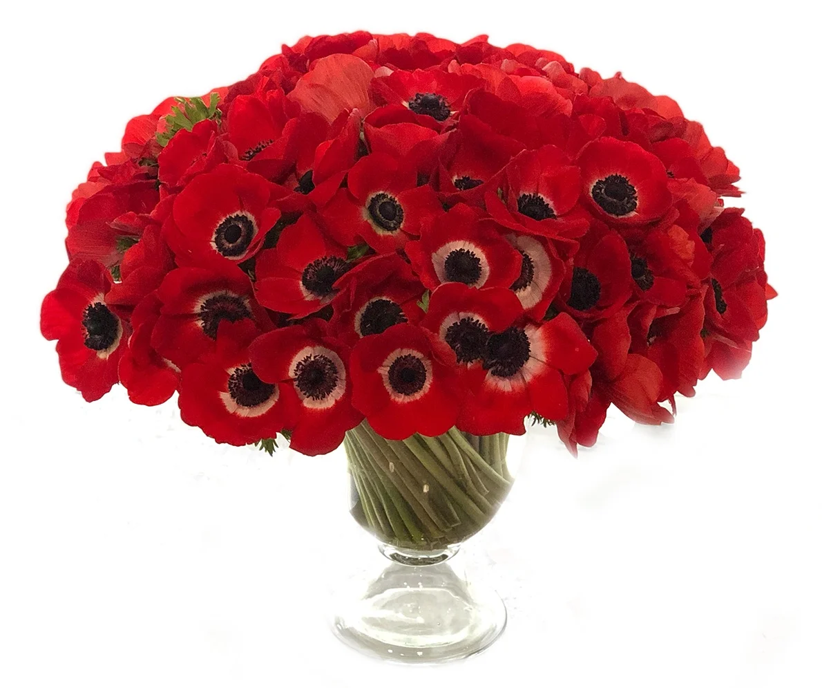 Luxe Red Anemones starting at $500