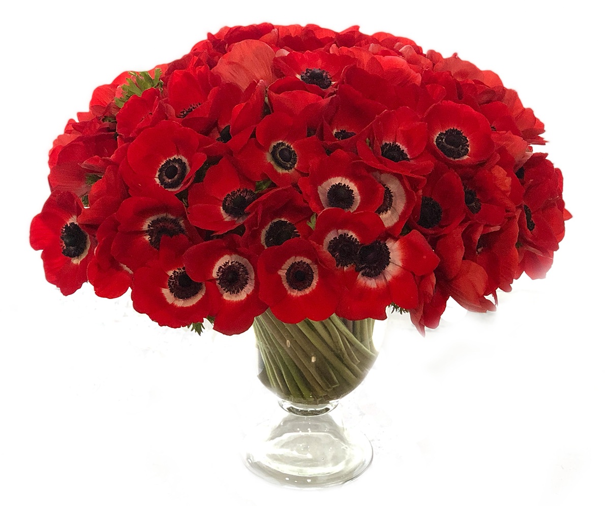 Luxe Red Anemones 