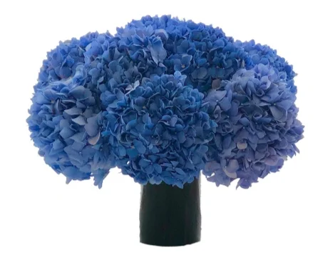 Blue Hydrangea