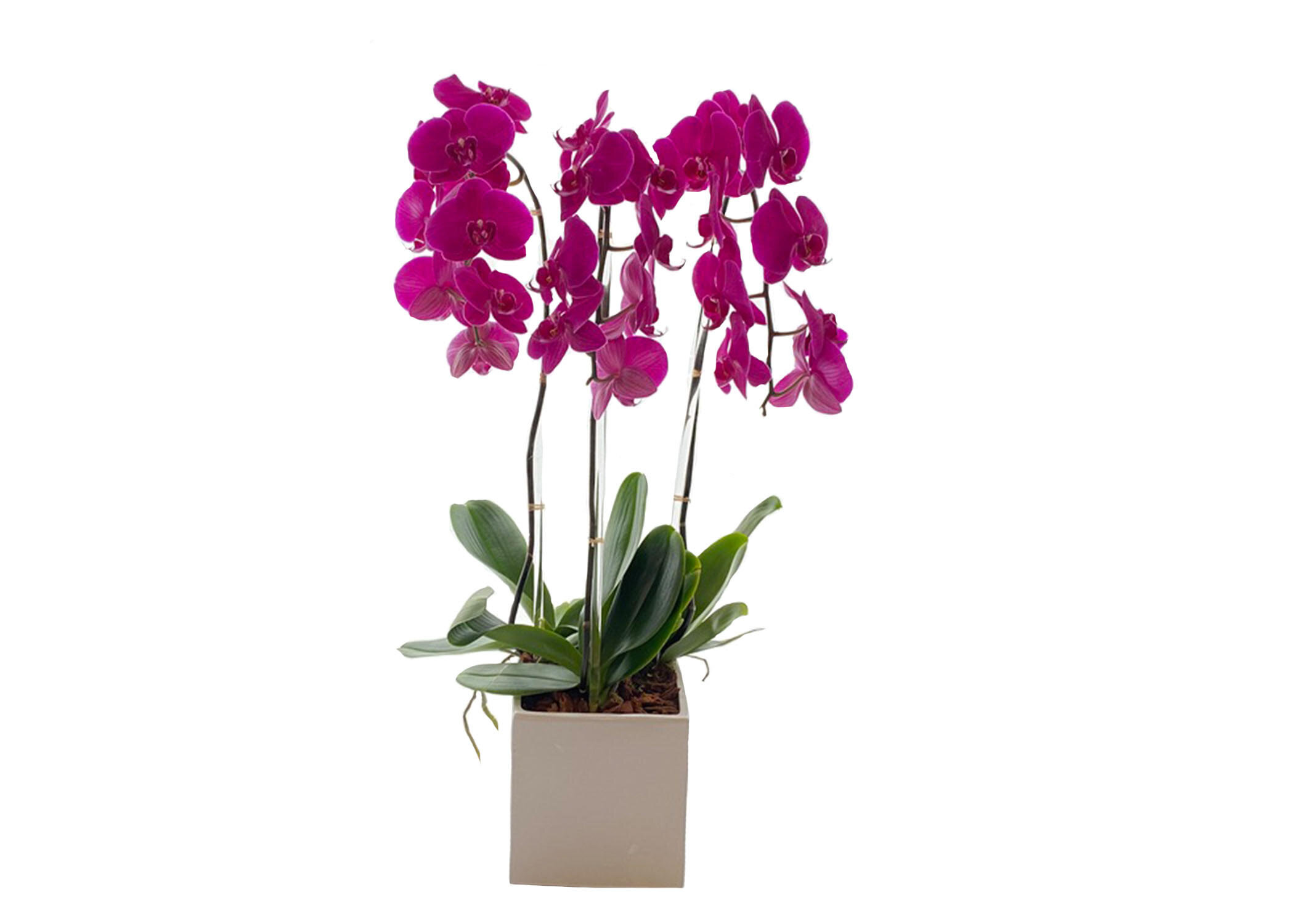 3 purple orchids 