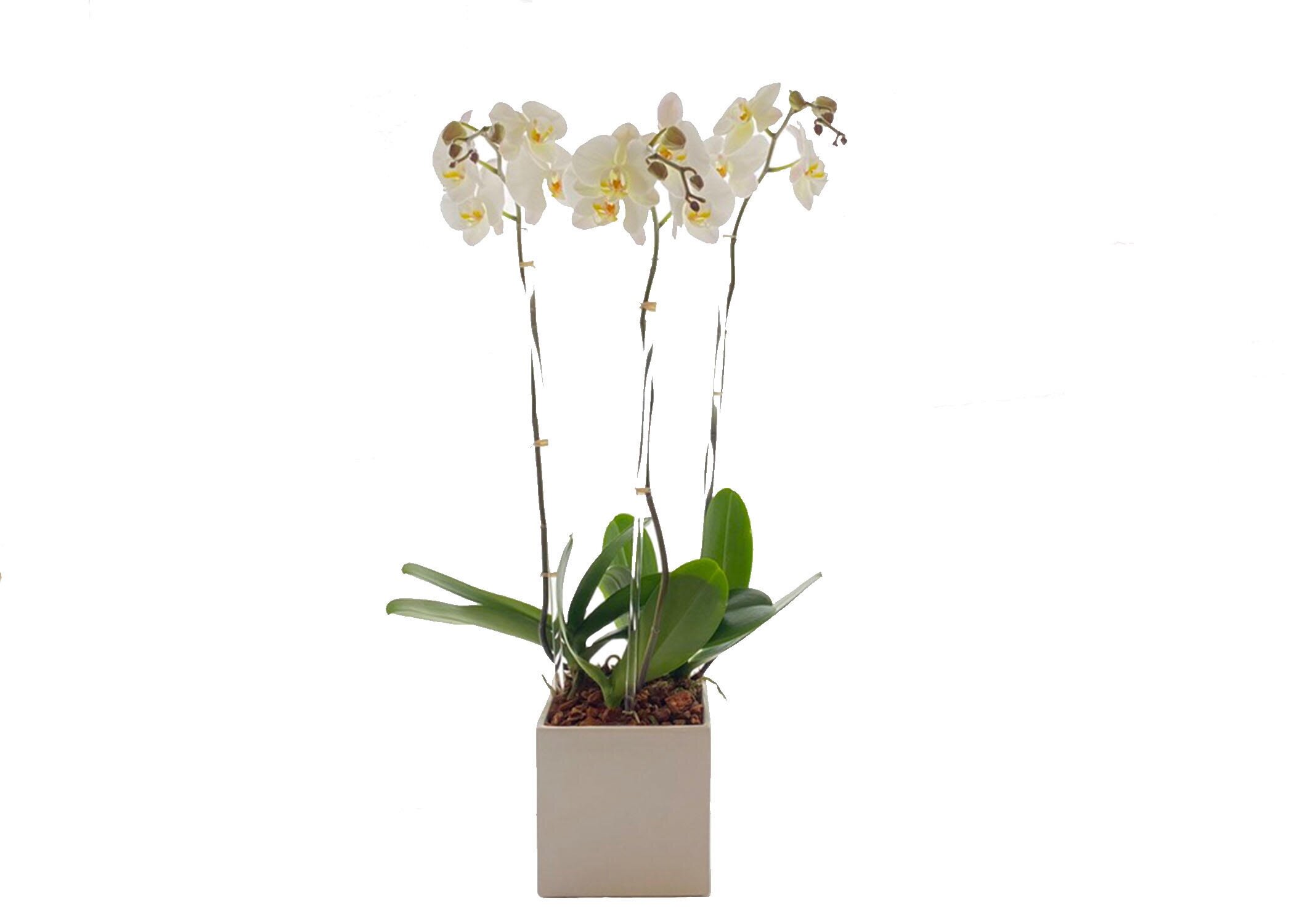 3 white orchids