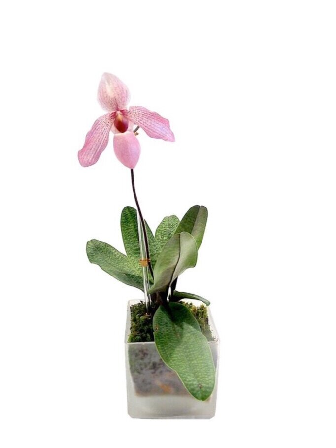 single lady slipper orchid