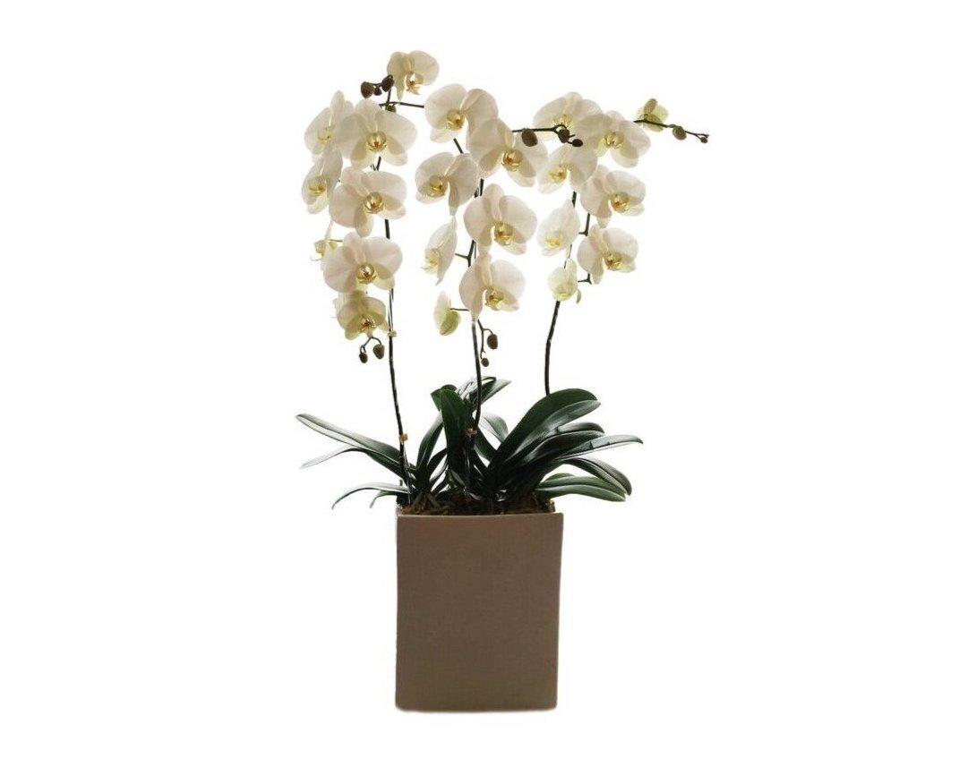 3 orchid cascading orchid