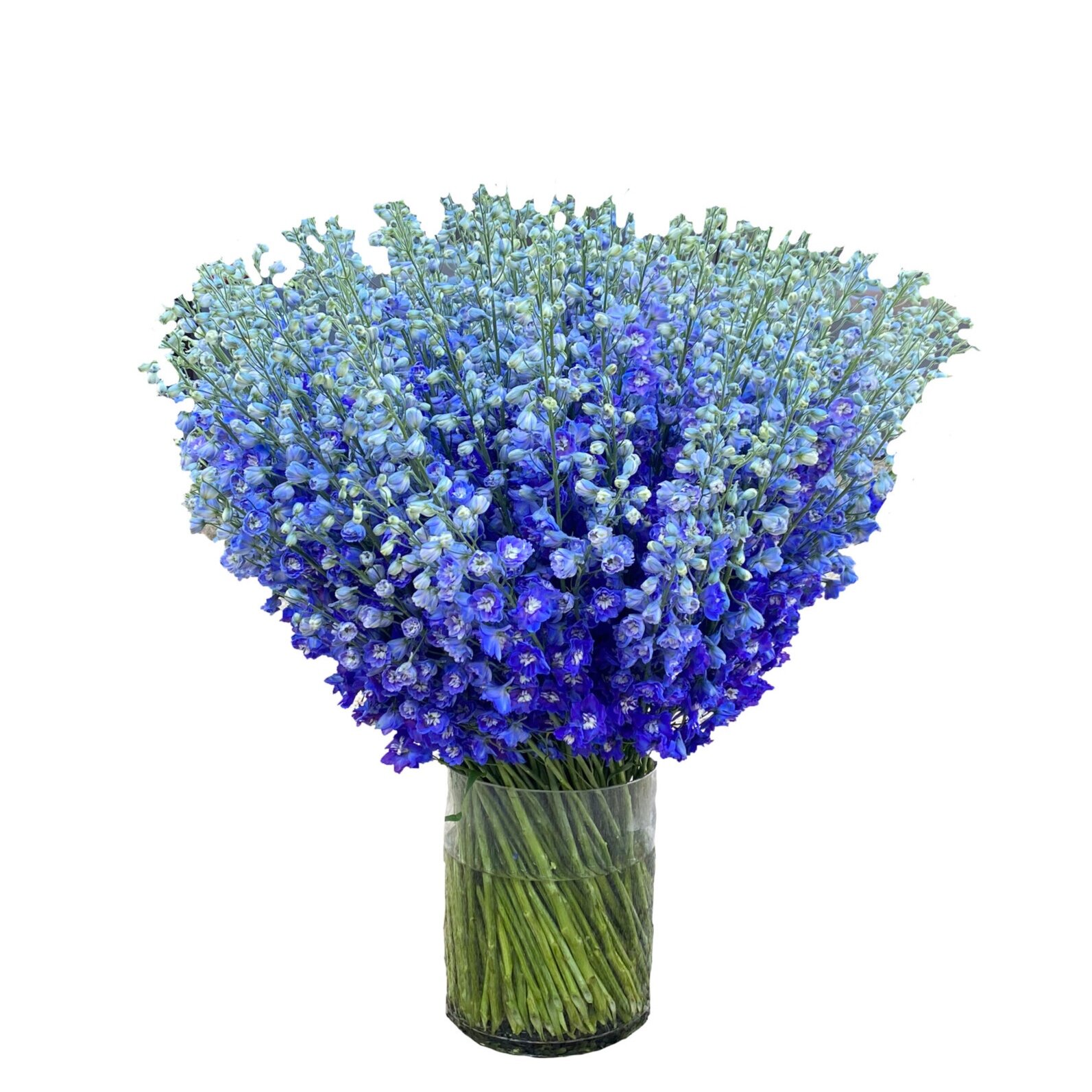 Luxe Blue Delphiniums 