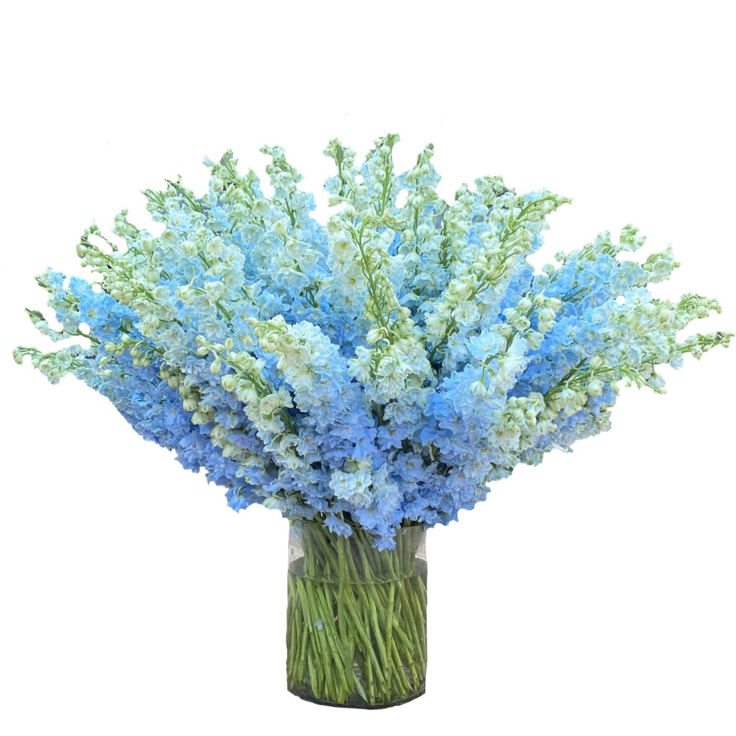 Luxe Light Blue Delphiniums 