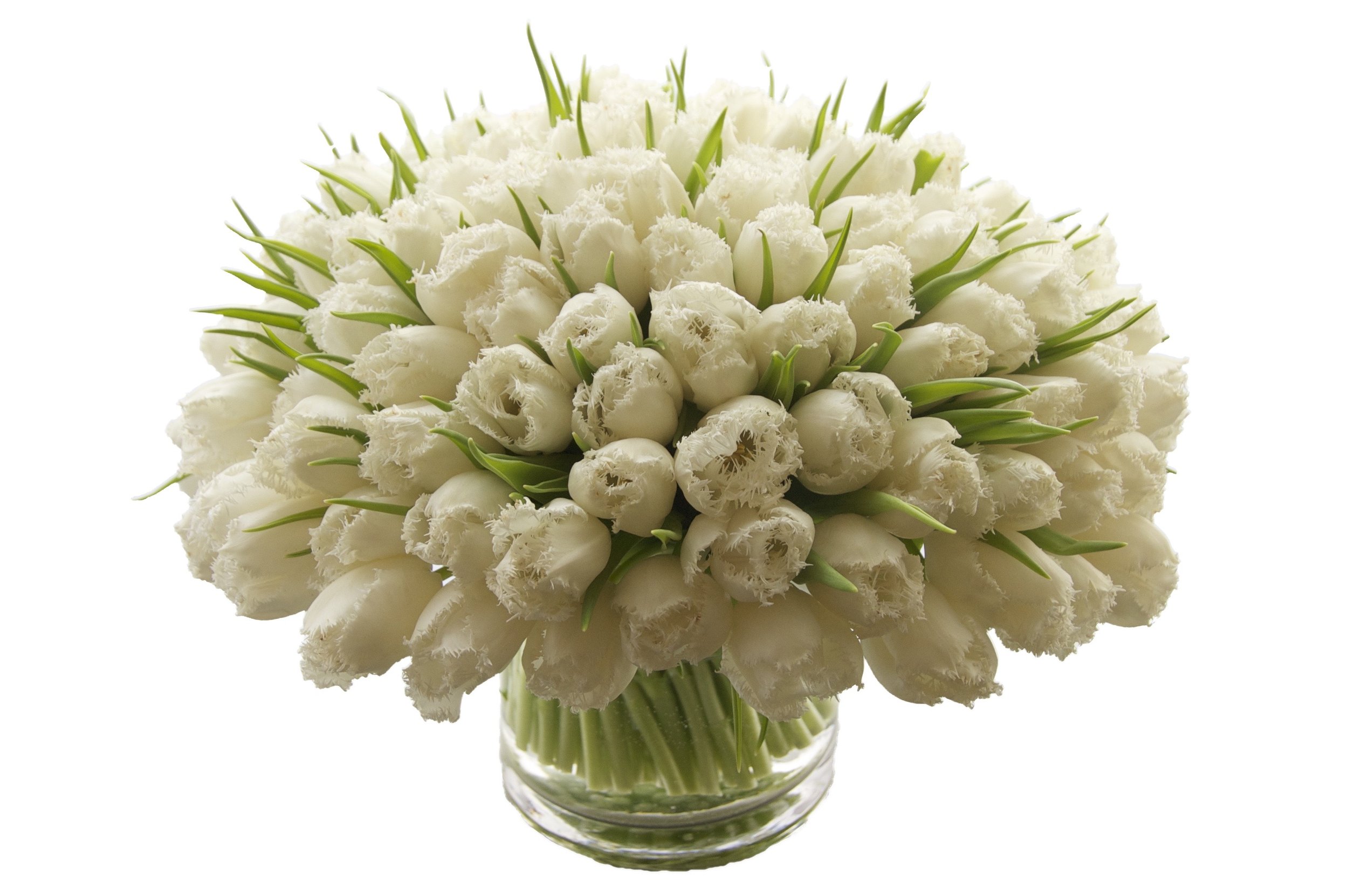 white fringe tulips