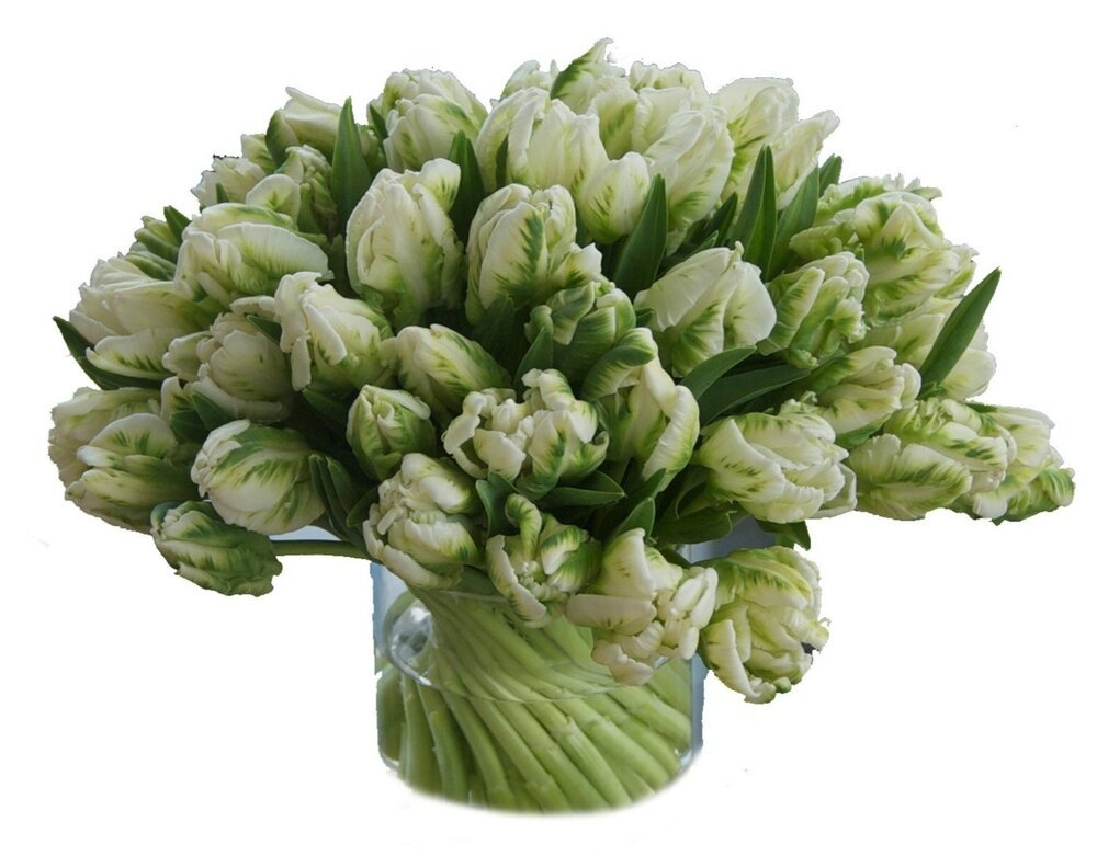 green and white parrot tulips