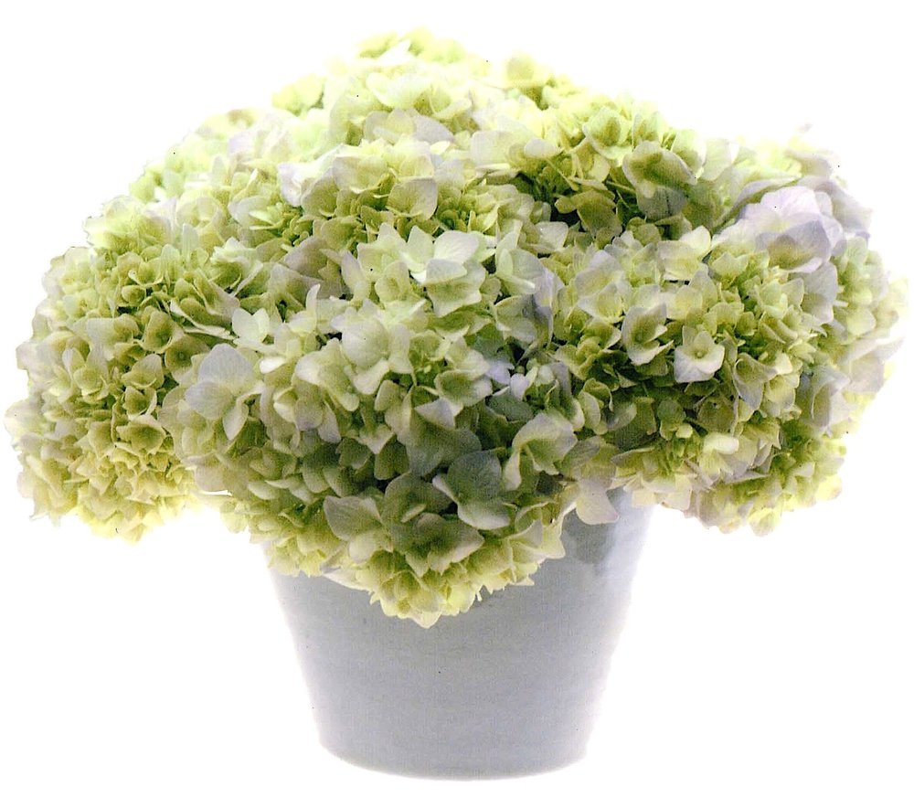 green and white hydrangea