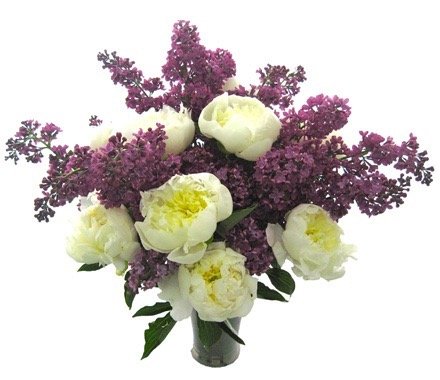 lilac and white peonies