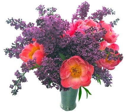 lilac and coral peonies 