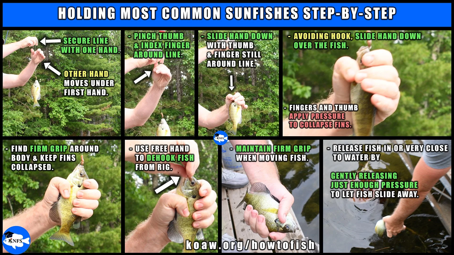 Shows a safe way to hold Bluegill and other common sunfishes in the genus Lepomis such as Pumpkinseed, Longear Sunfish and Green Sunfish. Shows how to properly hold and dehook a small fish.