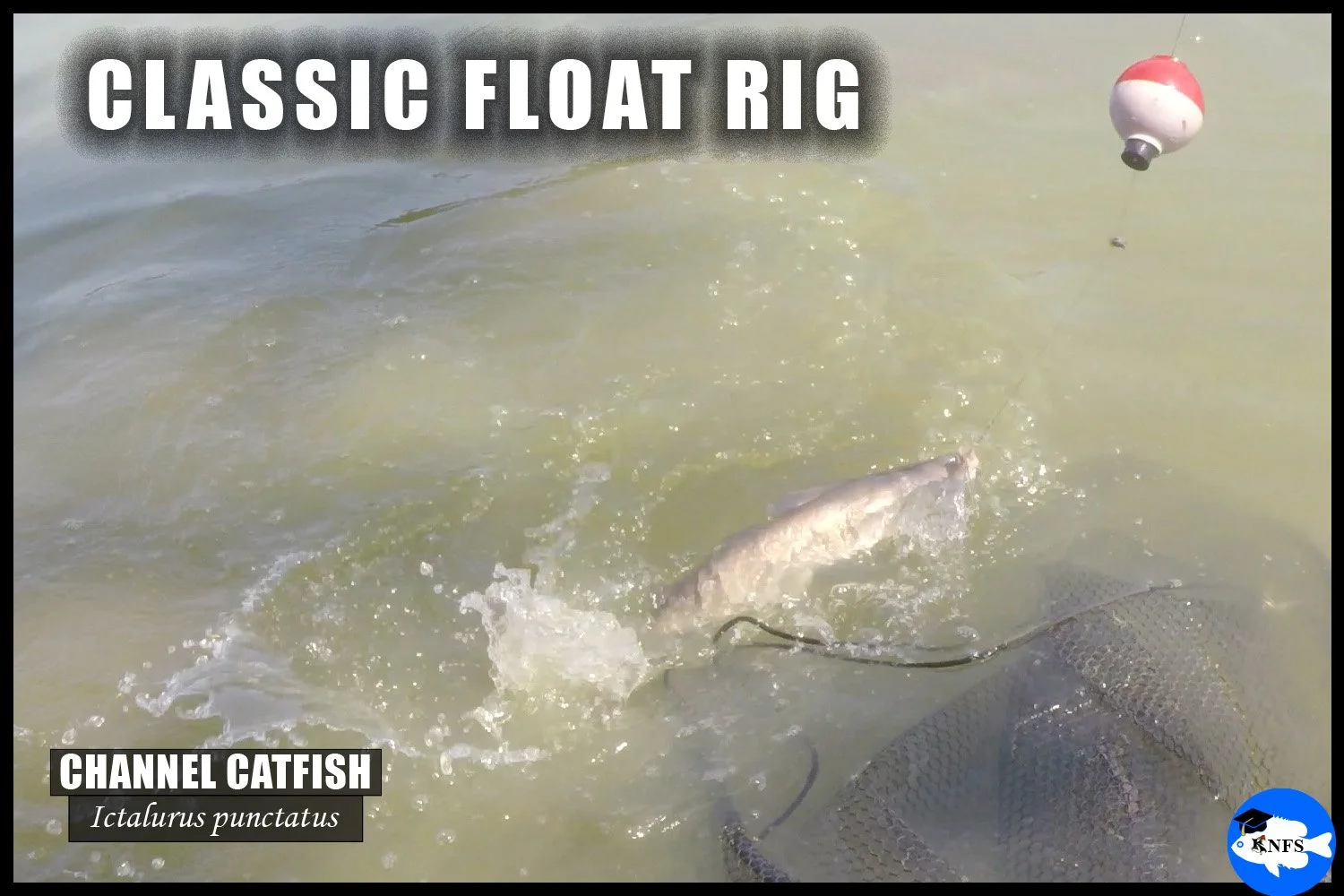 A Channel Catfish caught on a classic float rig using a standard red and white bobber.