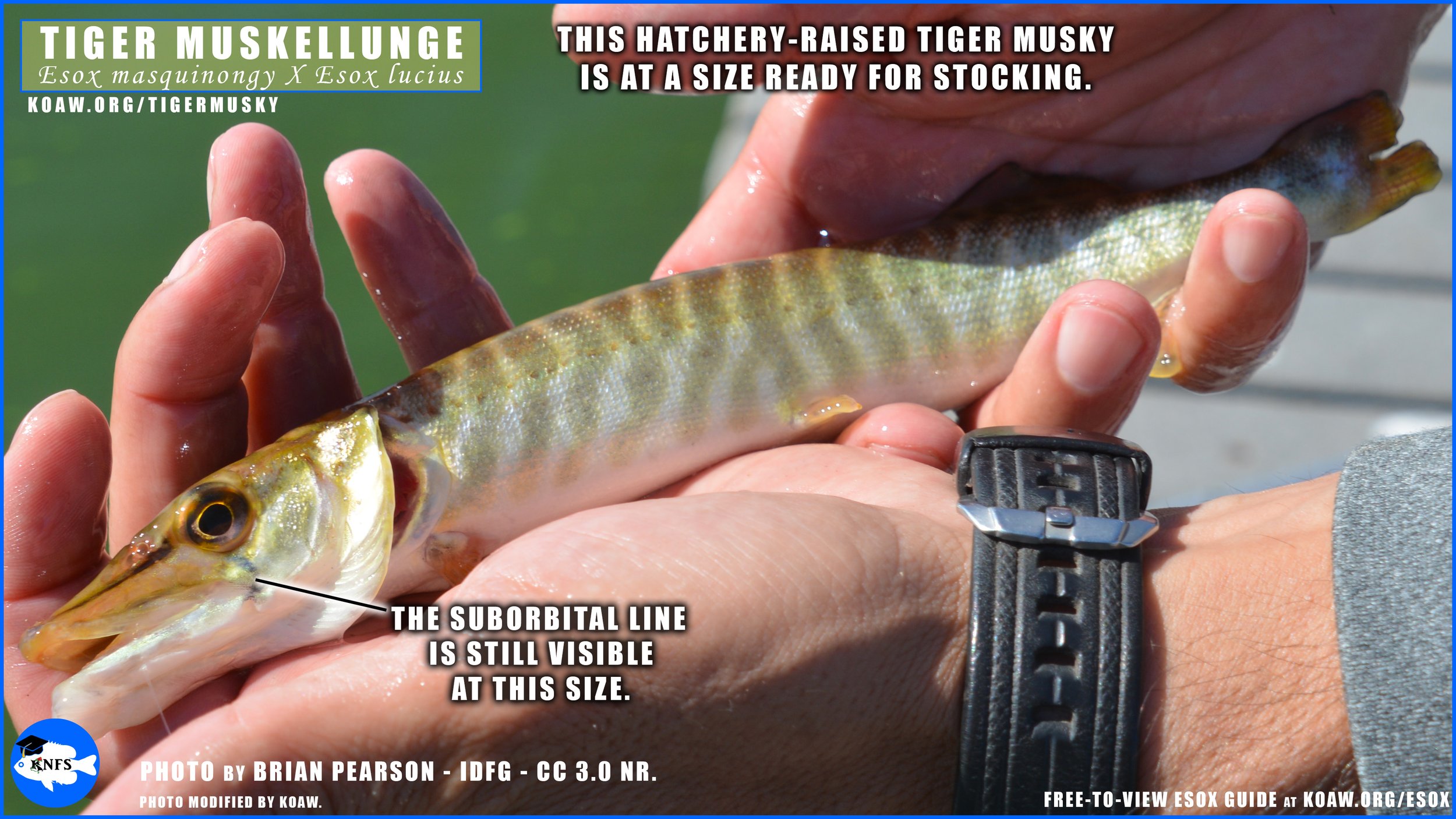 Tiger Musky: How to Identify — Koaw Nature