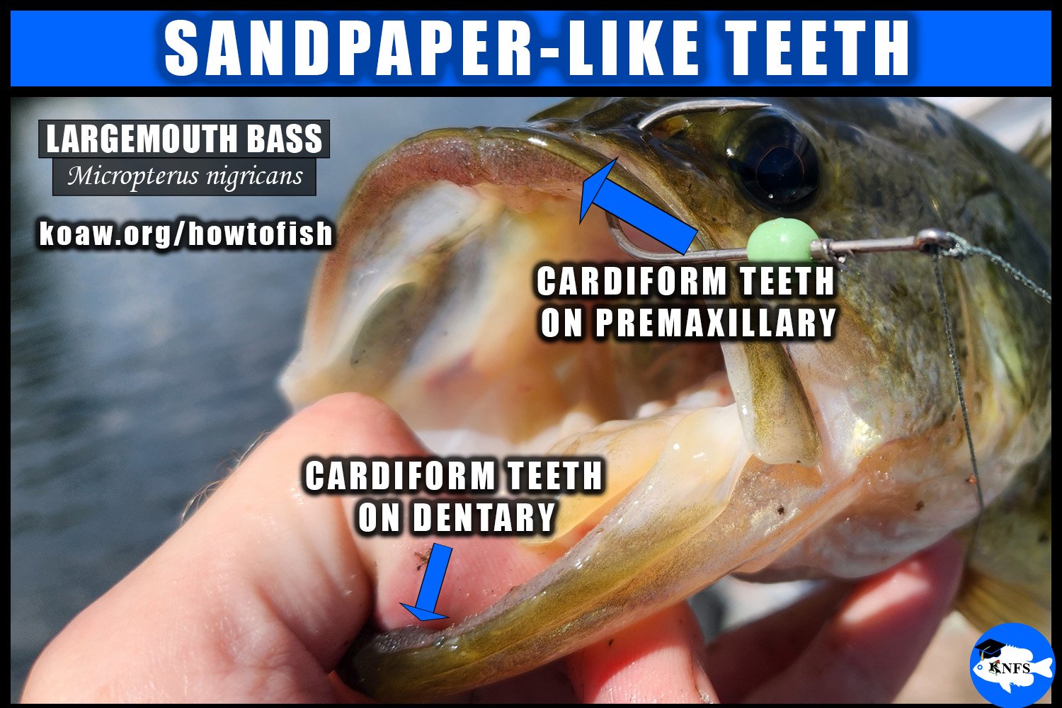 Black basses, such as the Largemouth Bass (Micropterus nigricans), have cardiform teeth on the dentary and premaxillary.