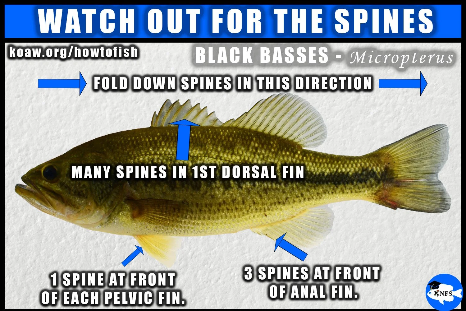 Image shows the location of the sharp spines in the fins of a bass of Micropterus.