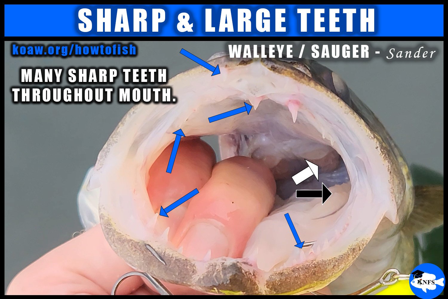 Shows the sharp teeth inside the mouth of a Walleye (Sander vitreus).