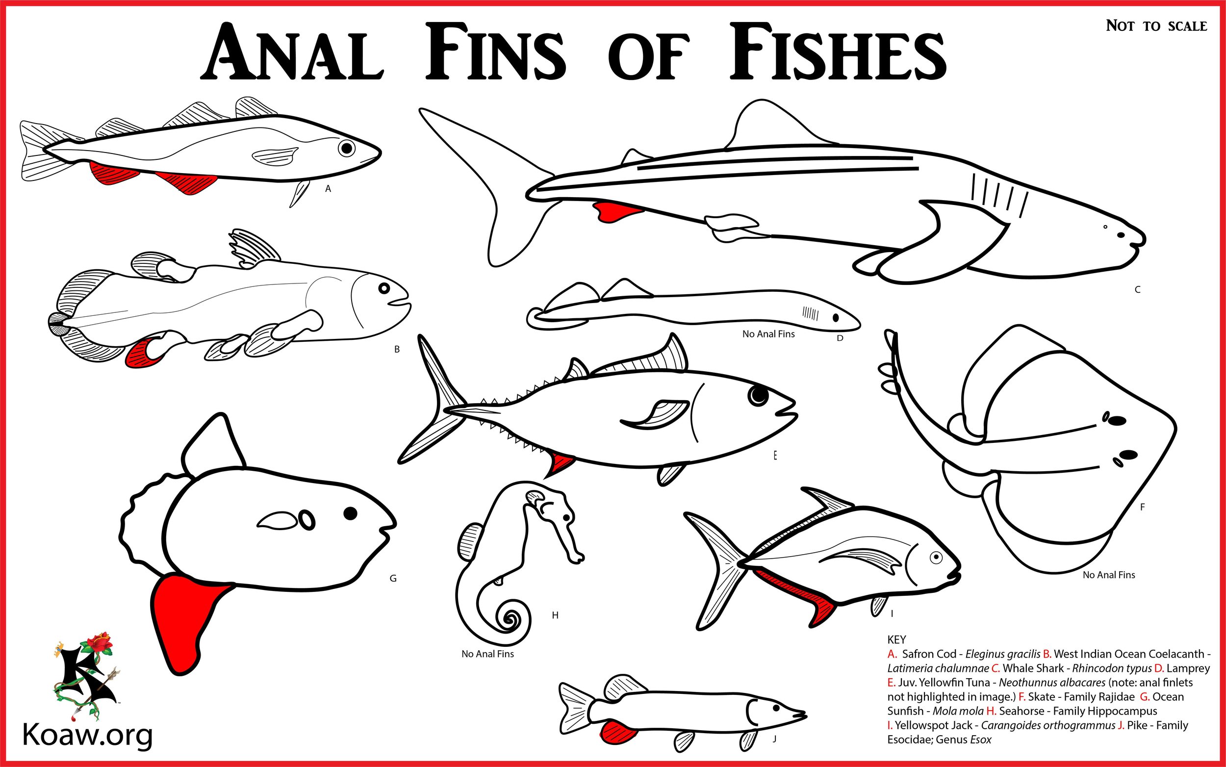 Anal Fins of Fishes - Illustration by Koaw