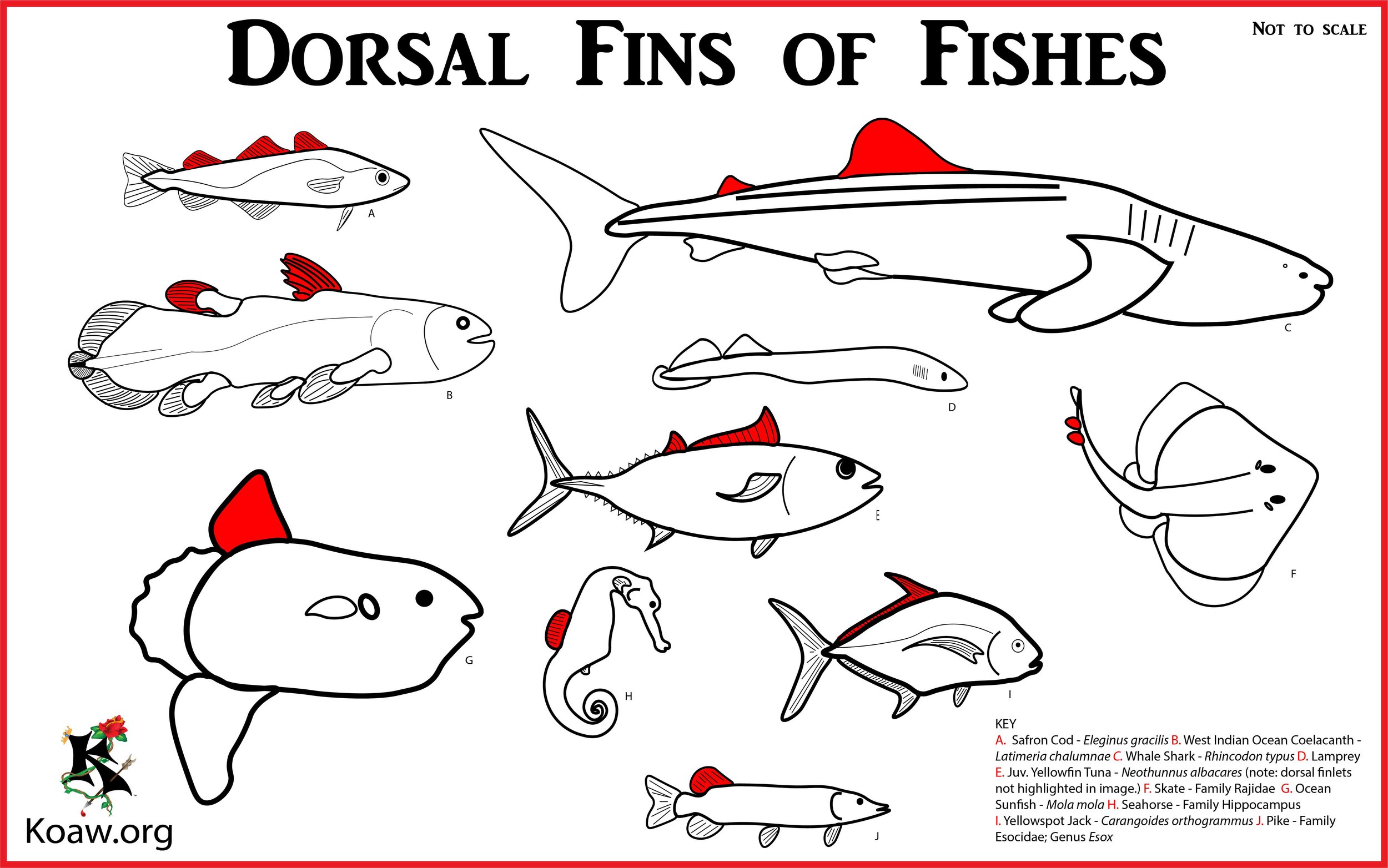 Dorsal Fins o Fishes - Illustration by Koaw