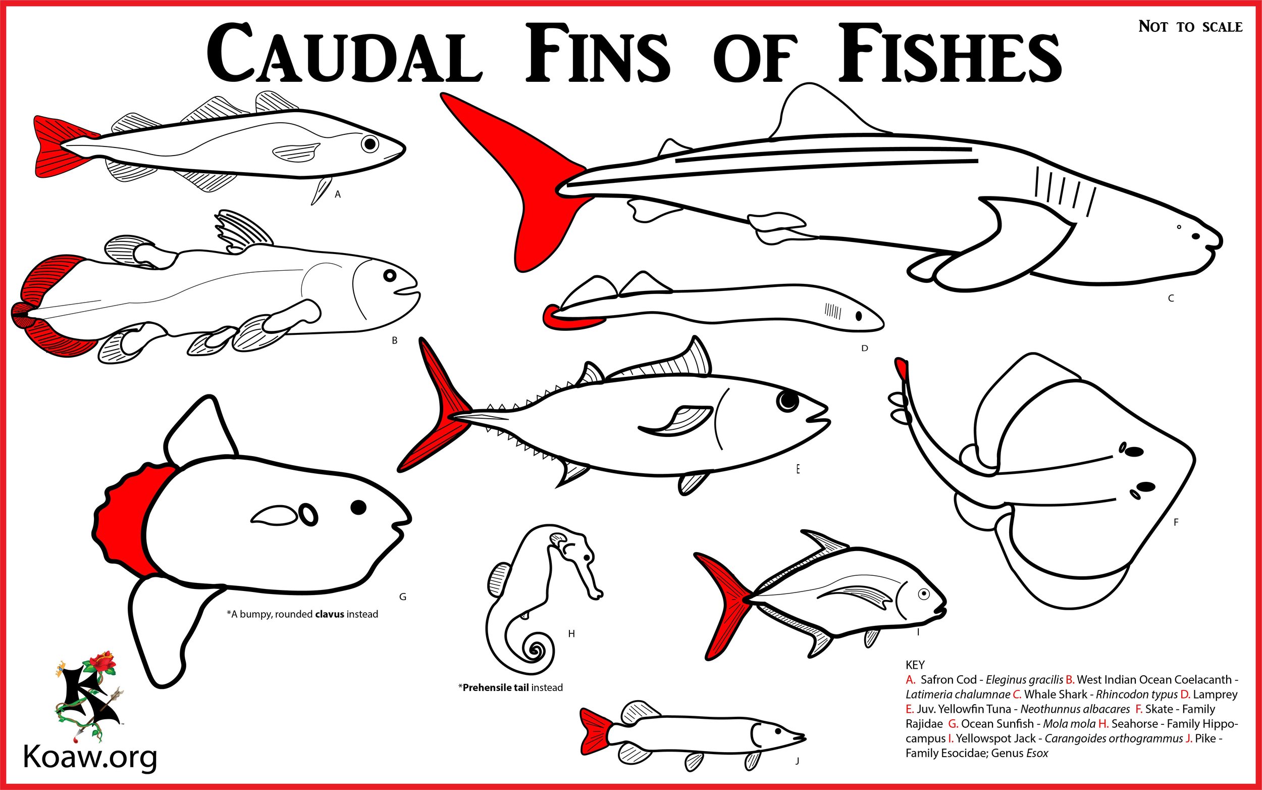 Caudal Fins of Fishes (Tailfins) - Illustration by Koaw