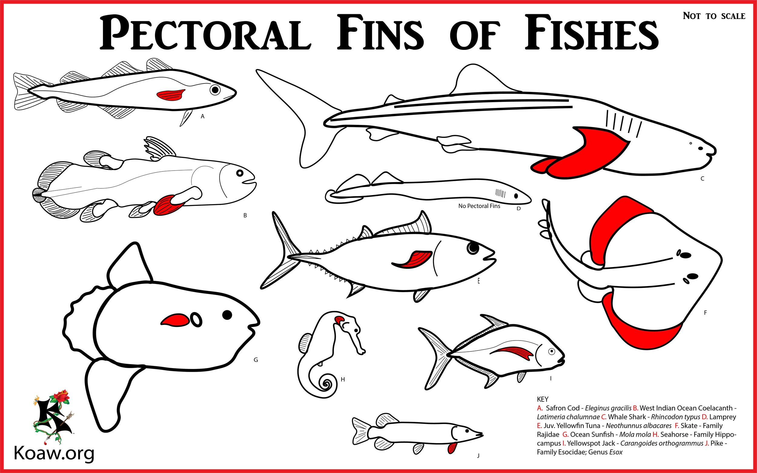 Pectoral Fins of Fishes - Illustration by Koaw