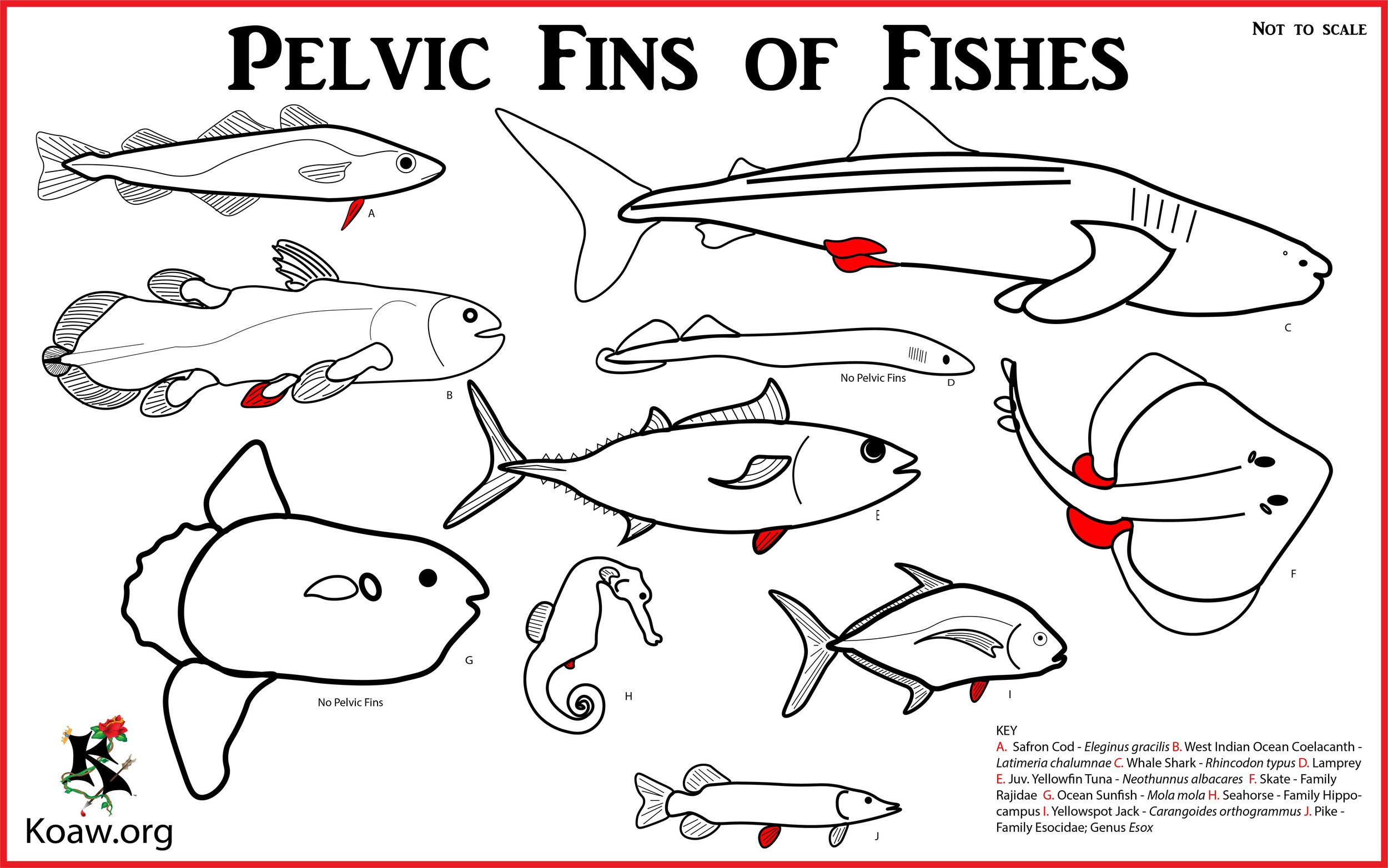 Pelvic Fins of Fishes - Illustration by Koaw
