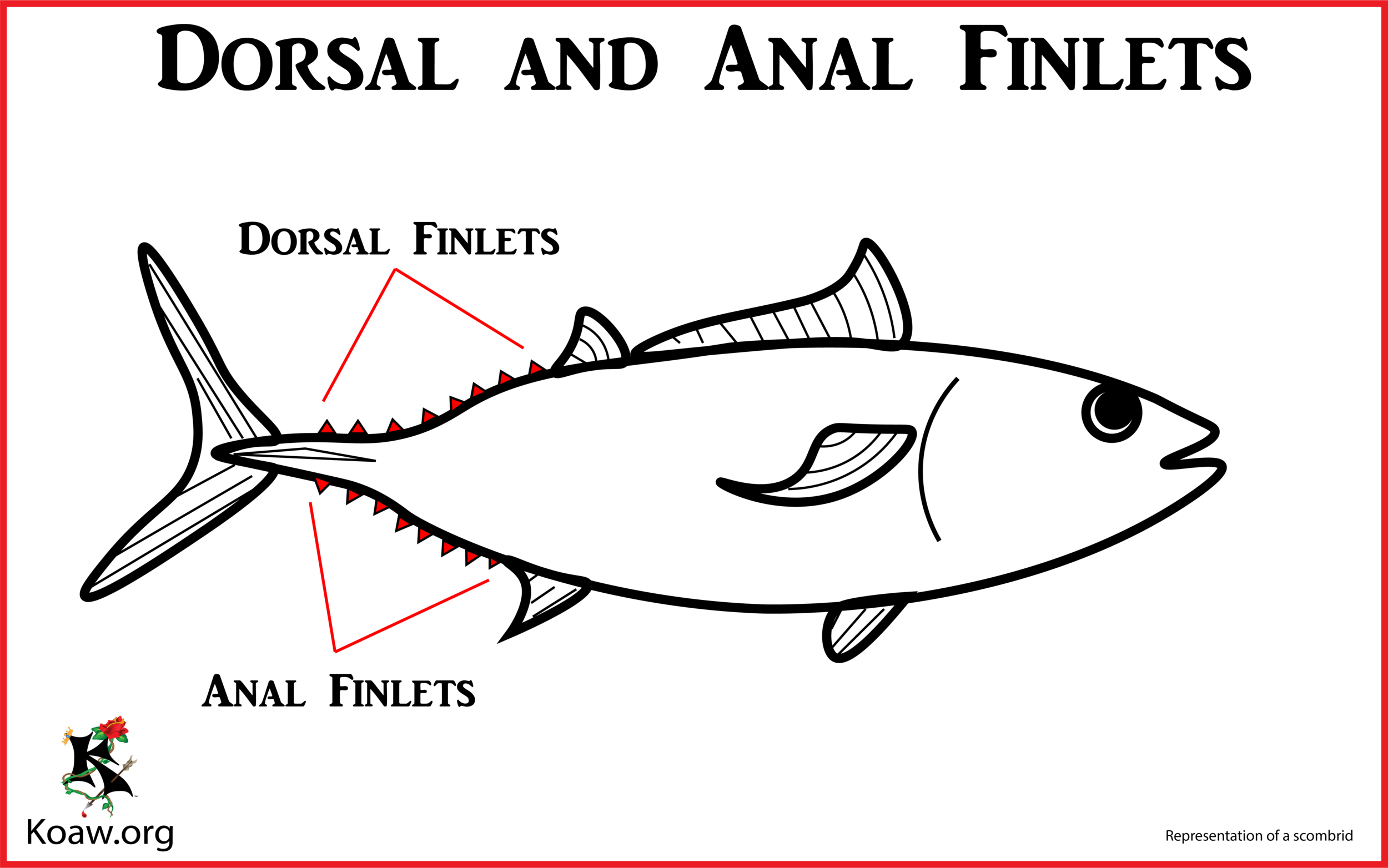 Dorsal and Anal Finlets - Illustration by Koaw