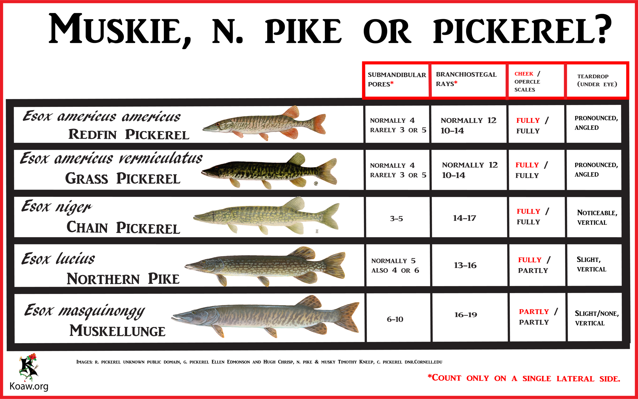 Muskie, Northern Pike or Pickerel? - Illustration by Koaw