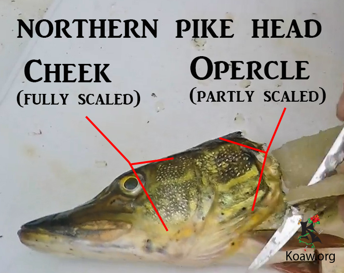 Cheek and Opercle Scales on N. Pike - Illustration by Koaw