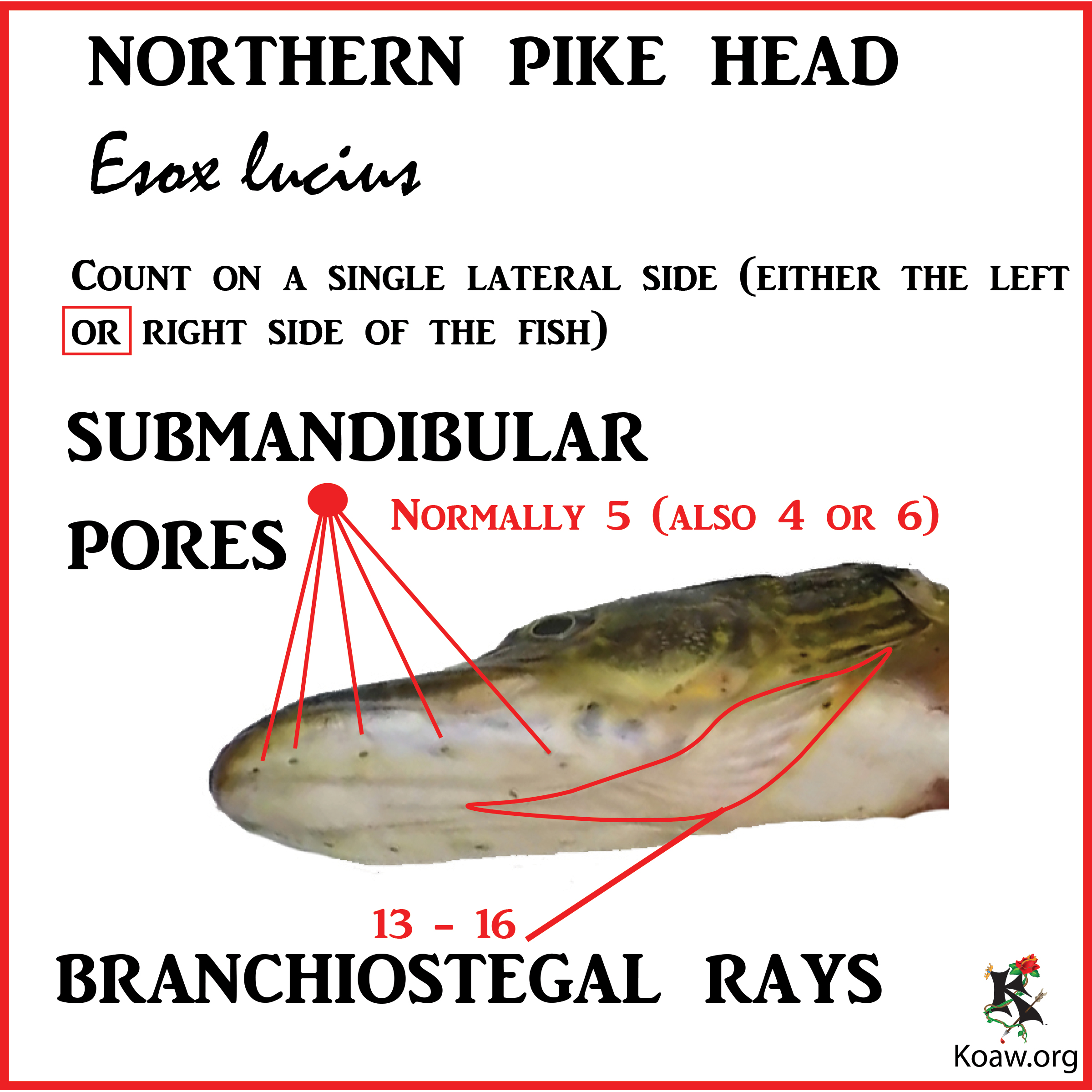Submandibular Pores & Branchiostegal Rays N. Pike - Illustration by Koaw