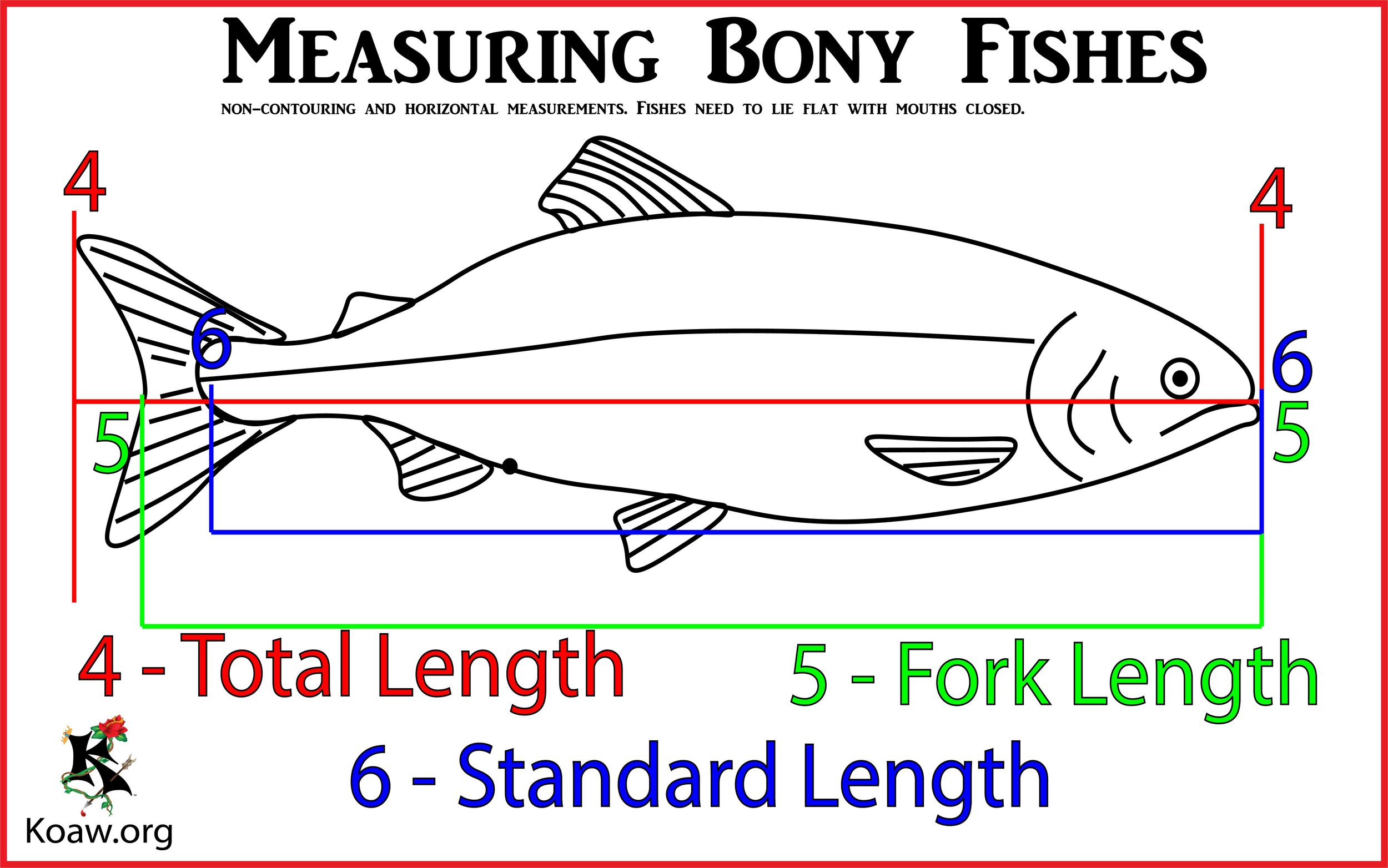 Measuring Fishes Total Length, Fork Length and Standard Length - Illustration by Koaw