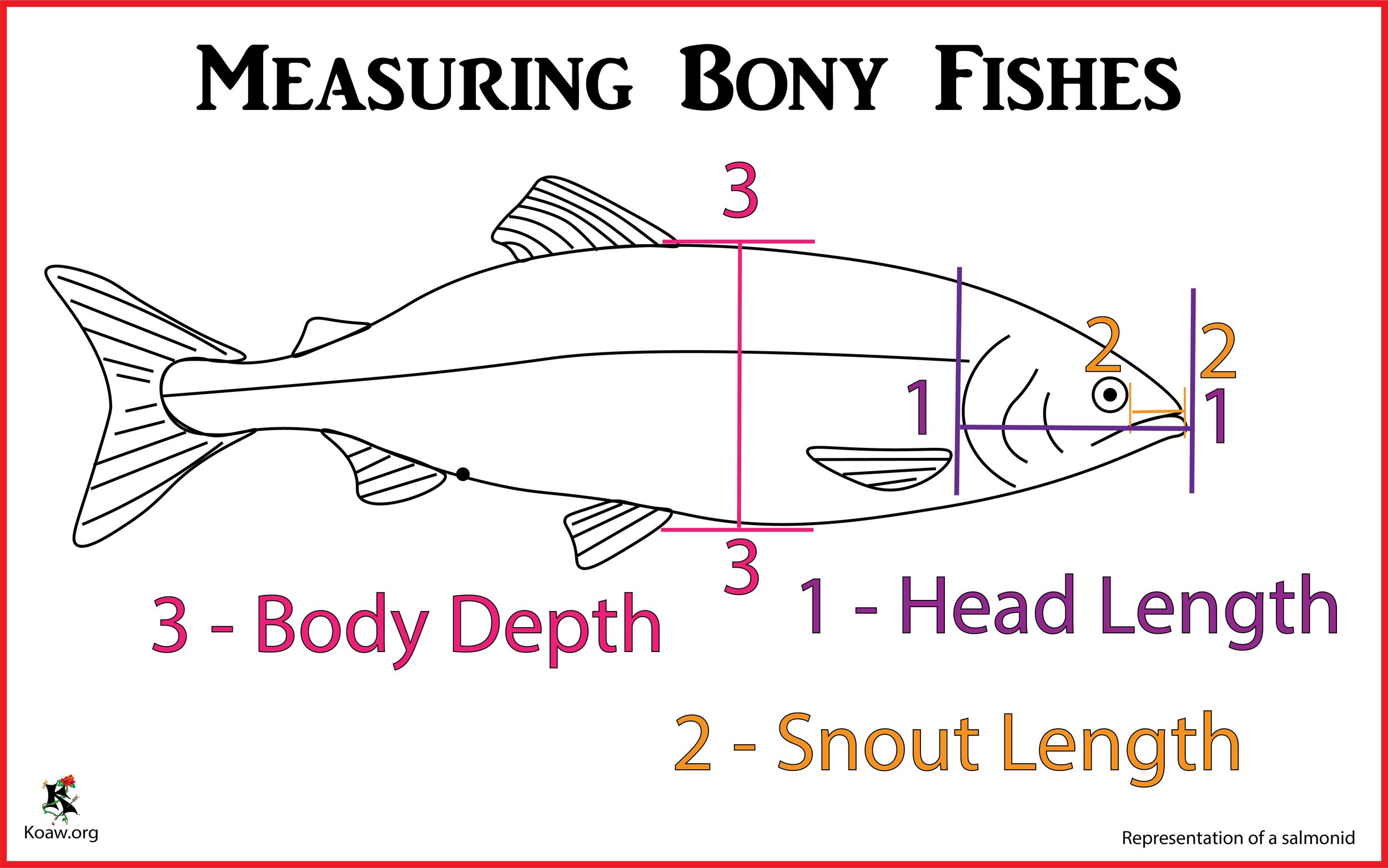 Measuring Fishes Head Length, Snout Length & Body Depth - Illustration by Koaw