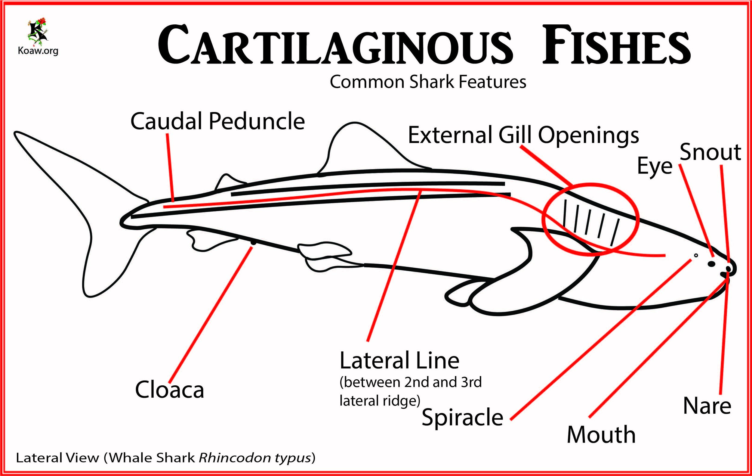 Cartilaginous Fishes - Shark Basics - Illustration by Koaw