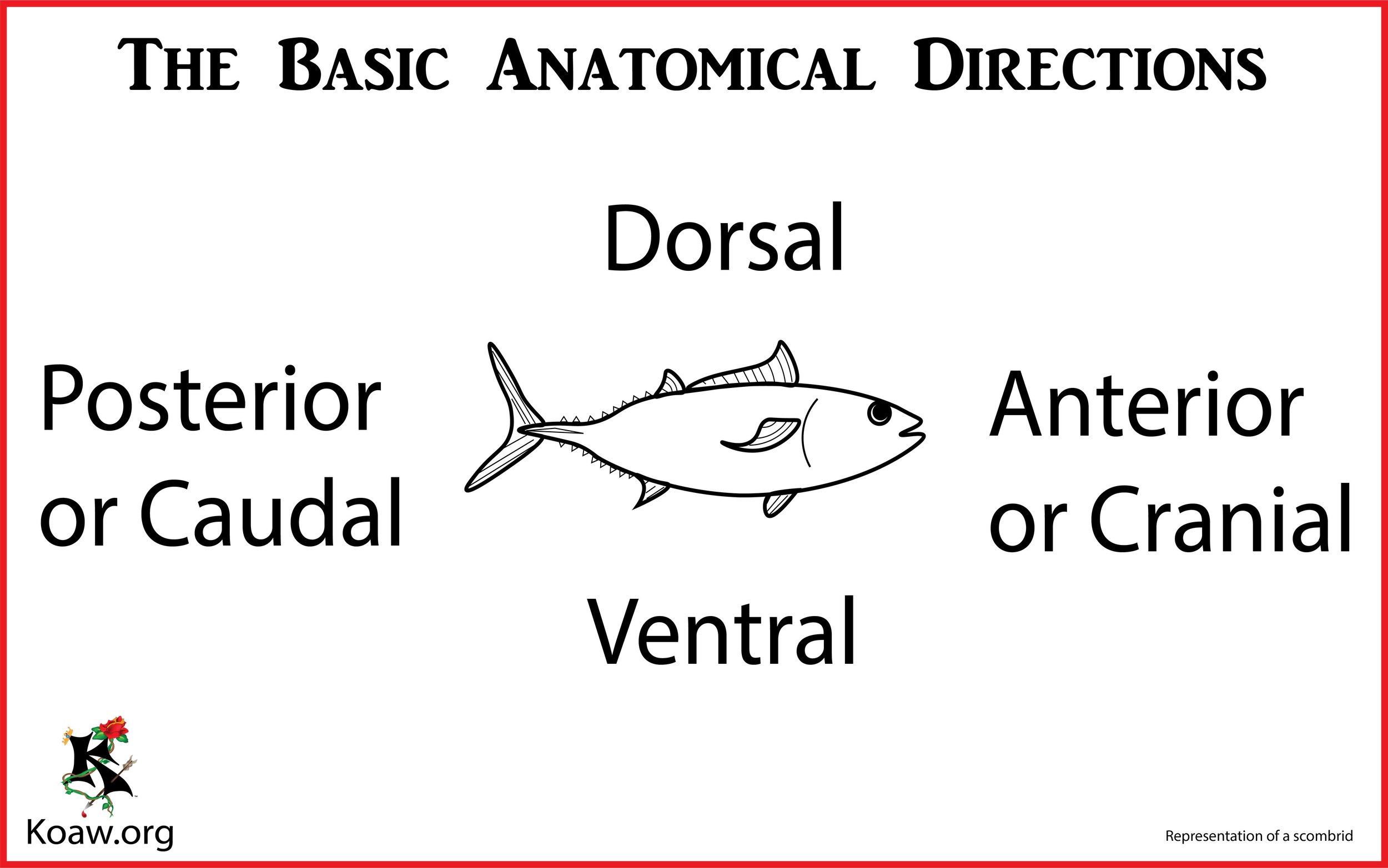 Anatomical Directions - 4 to Know - Illustration by Koaw