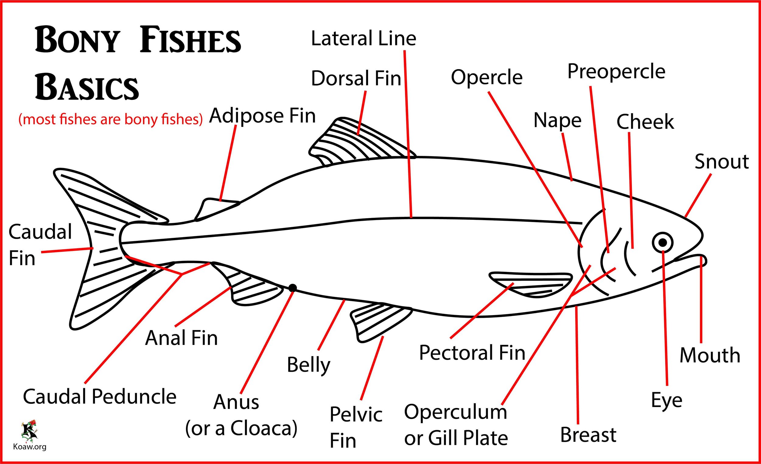 Basics of Bony Fishes (Most Fishes) - Illustration by Koaw