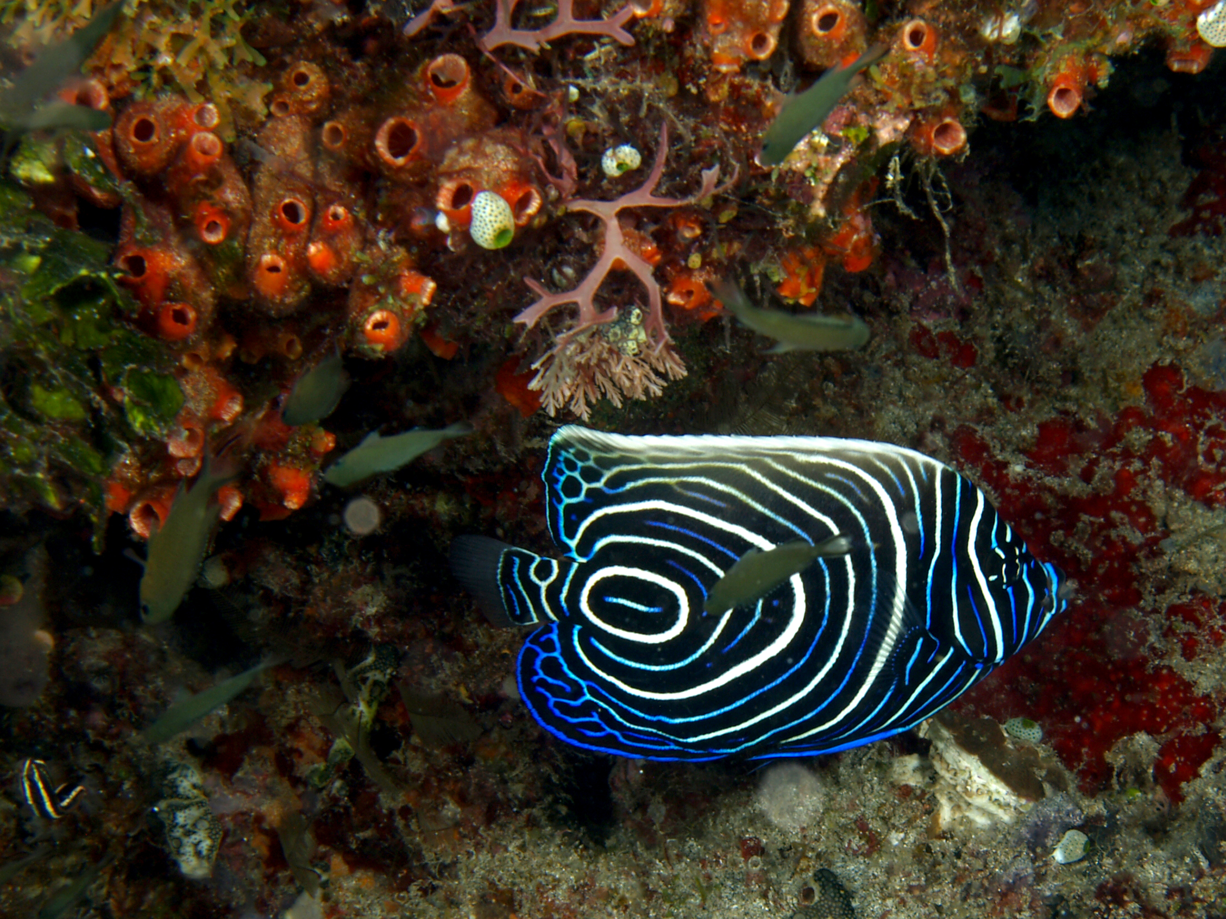 How to ID a Fish : A Few Tips and Tricks — Koaw Nature