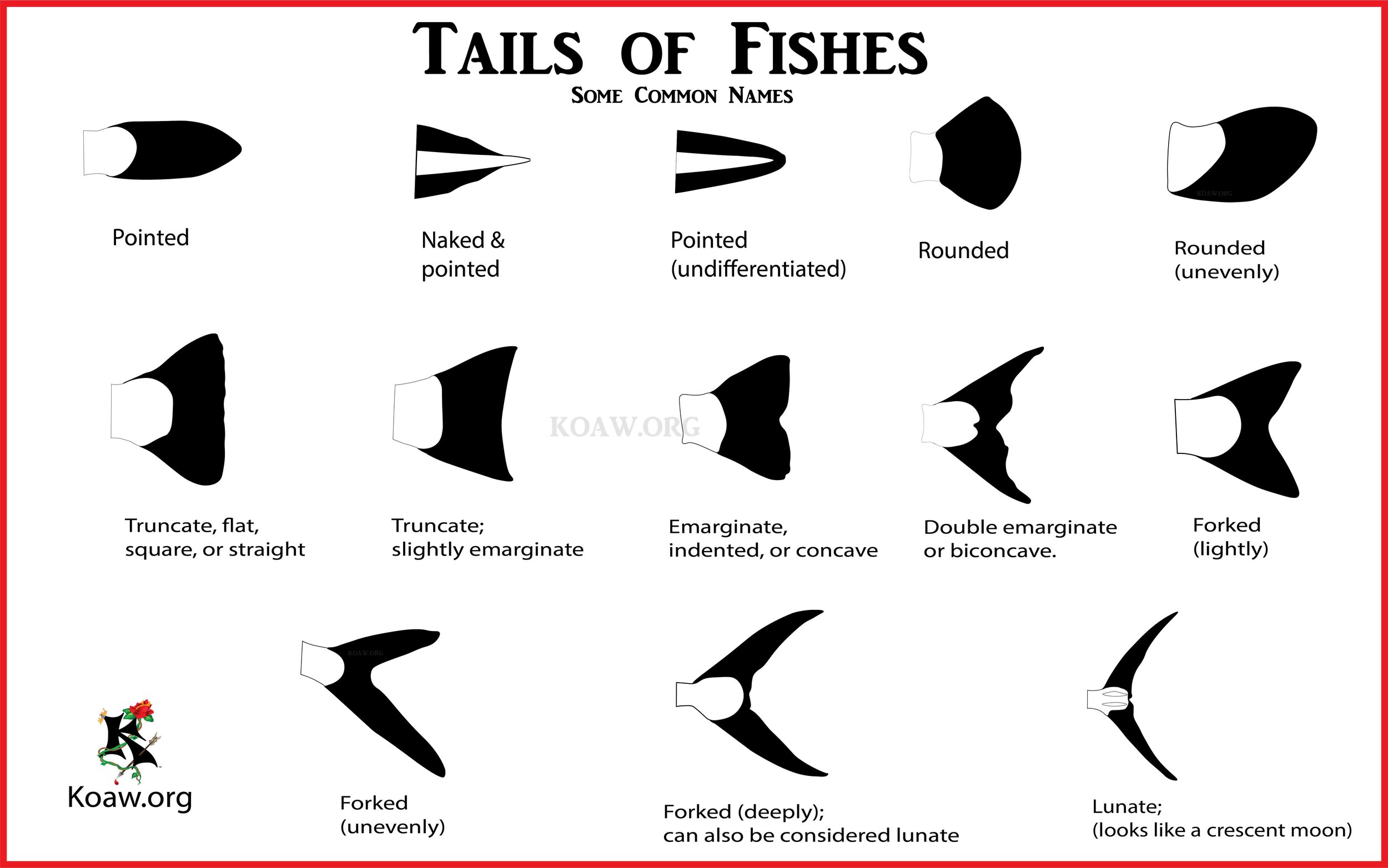 Fish Tails - Caudal Fins of Fishes - By Koaw
