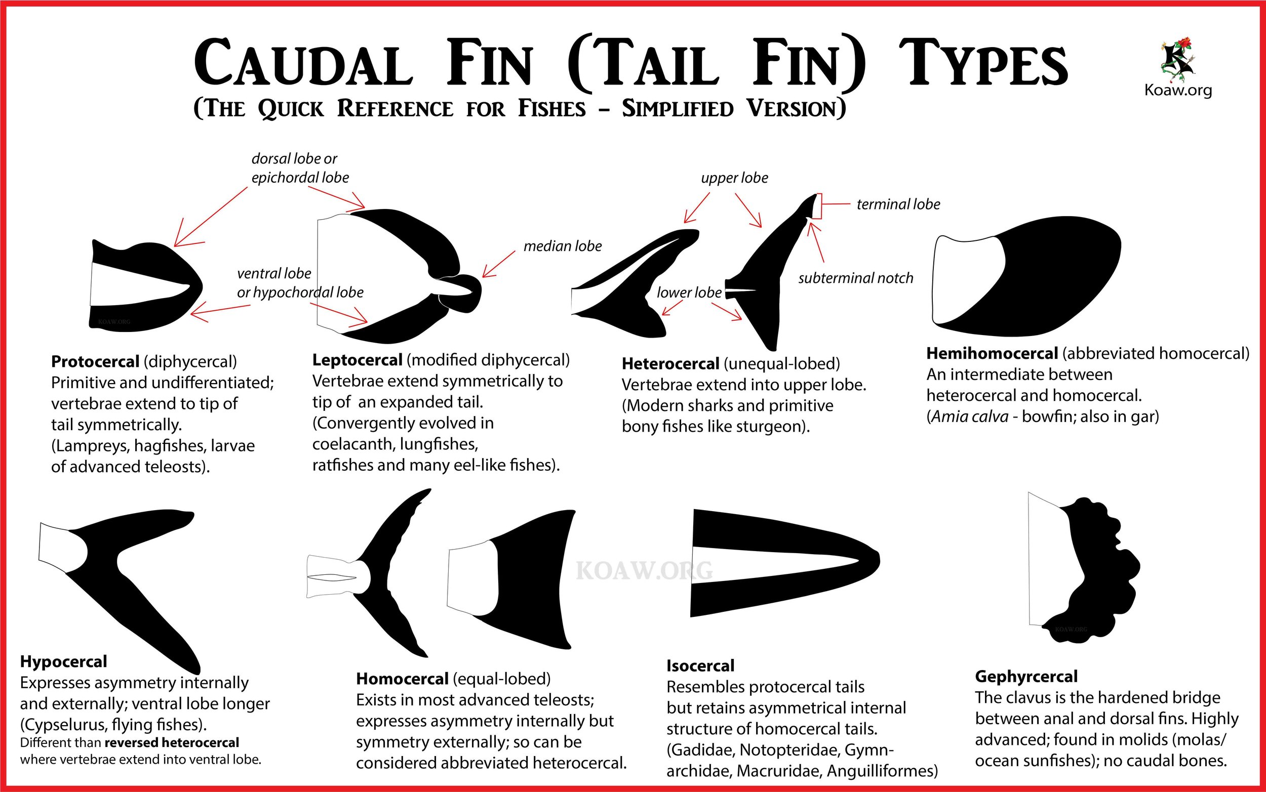 Caudal Fin (Tail Fin) Types of Fishes - By Koaw