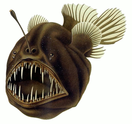 Melanocetus johnsonii - humback anglerfish; this fish has been found in depths up to 4,500 meters and is normally above 1,500 meters. Notice the small eyes. Cite: US Public Domain August Brauer (1863–1917): Die Tiefsee-Fische. I. Systematischer Teil.. In C. Chun. Wissenschaftl. Ergebnisse der deutschen Tiefsee-Expedition 'Valdivia', 1898-99, 1906