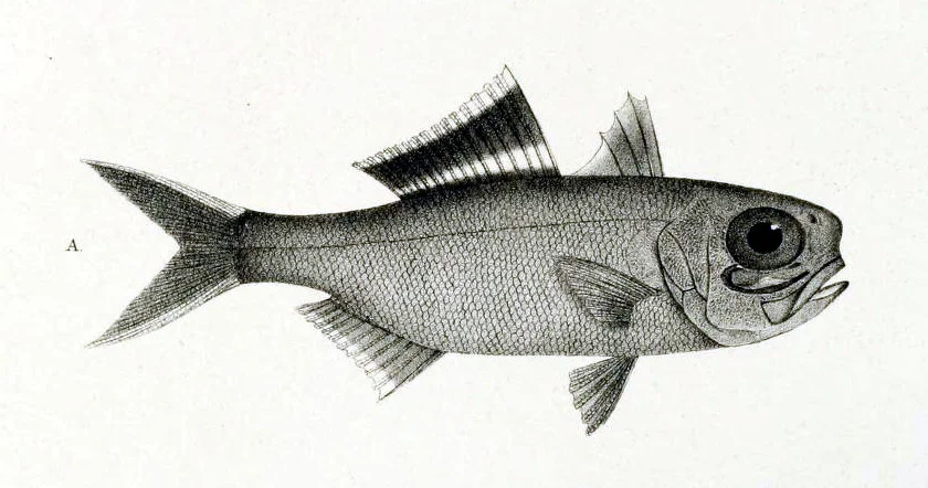 Anomalops katoptron - splitfin flashlightfish; this fish inhabits about 200-400 meters, in the mesopelagic, or twilight zone. Notice the large eyes. Source: Journal Museum Godoeffroy Public Domain