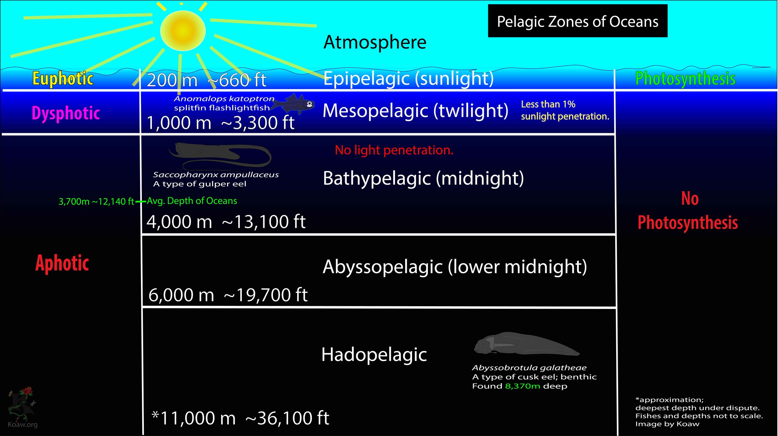 Pelagic Zones of Oceans by Koaw