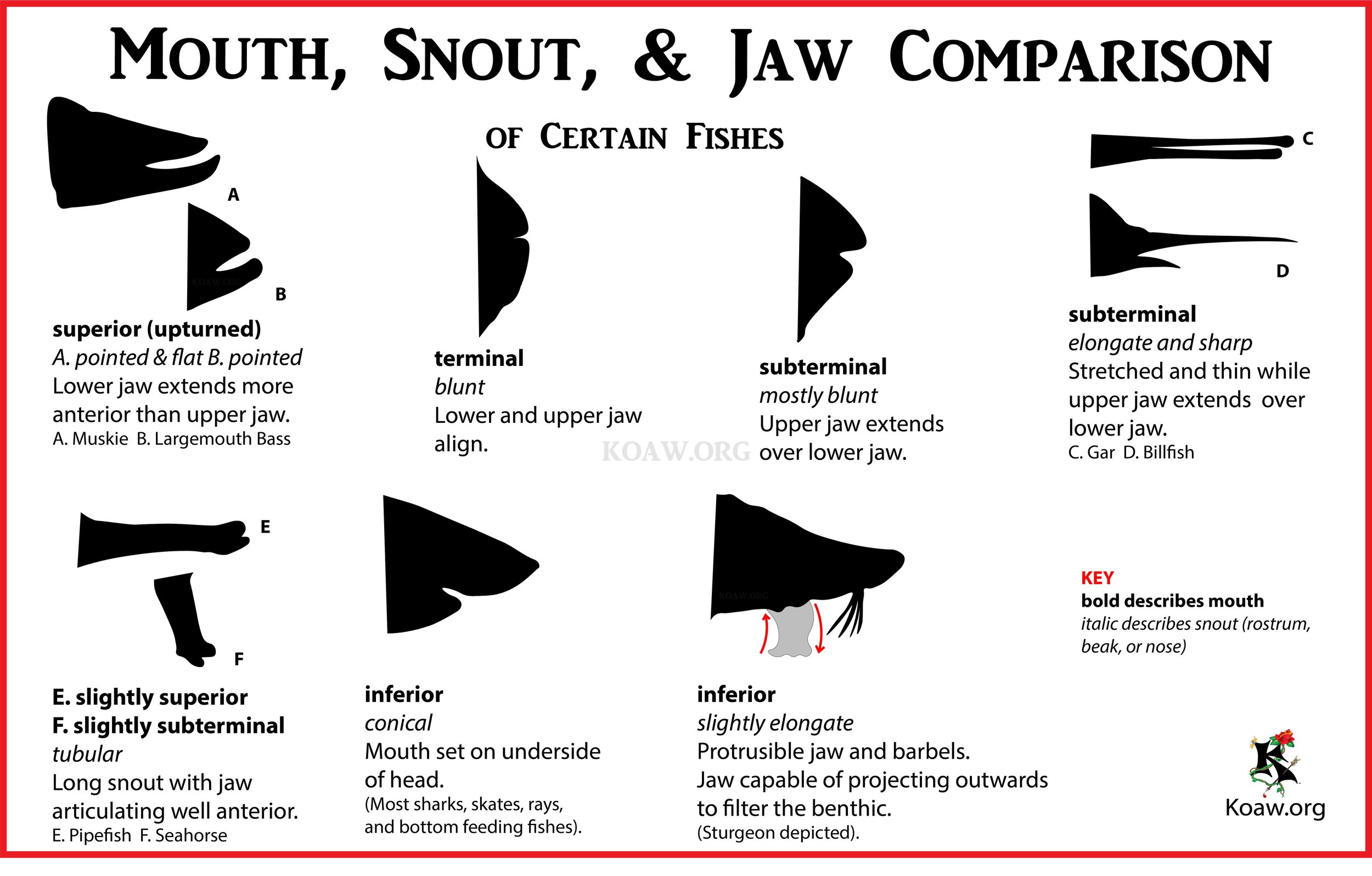 Fish Mouth, Snout, & Jaw Comparison - Image by Koaw