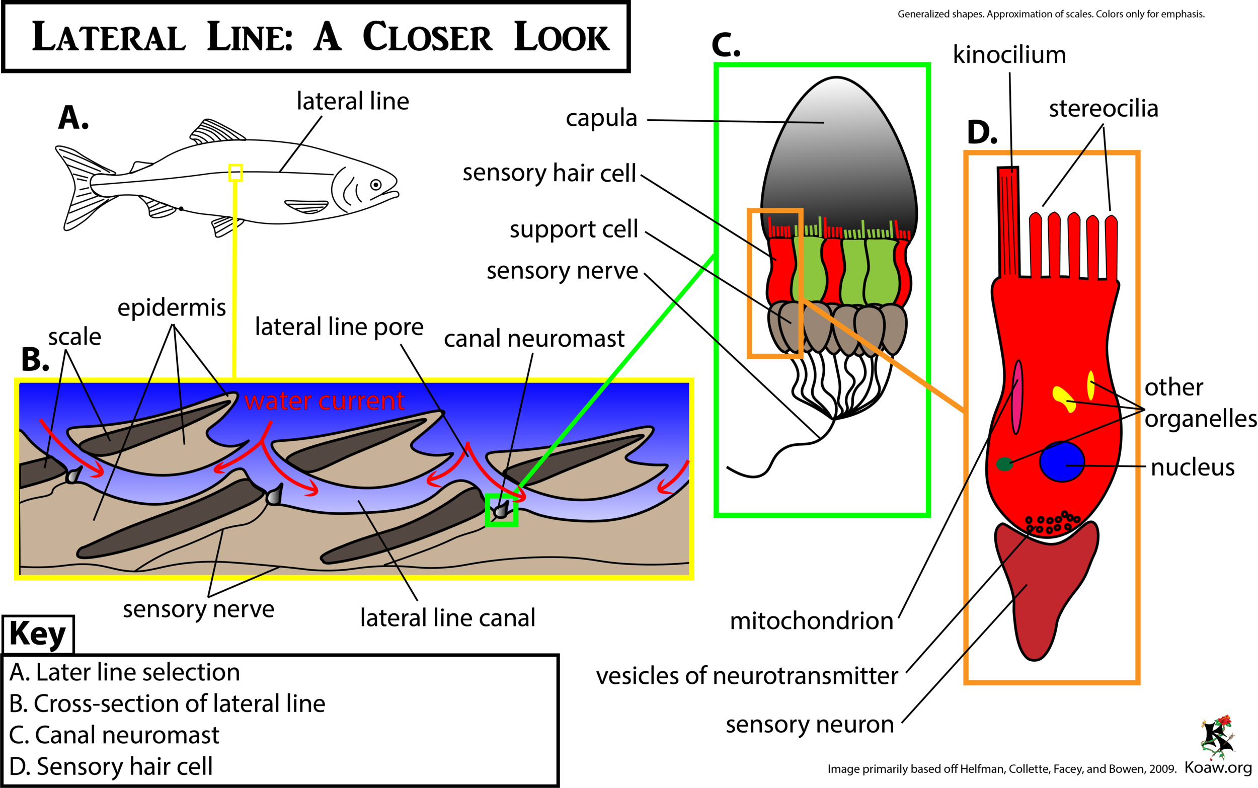 Later Line a Closer Look Koaw Org.png