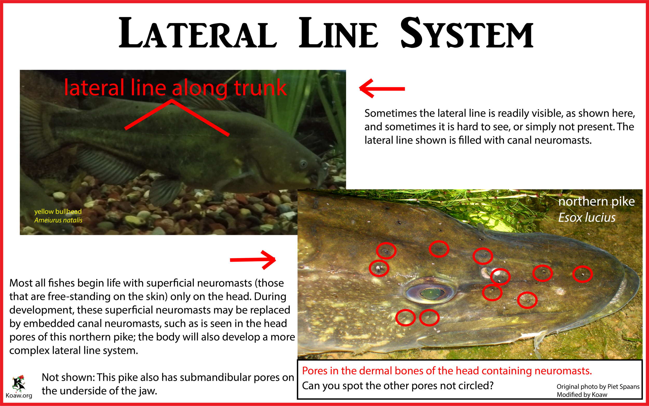 Lateral Line System