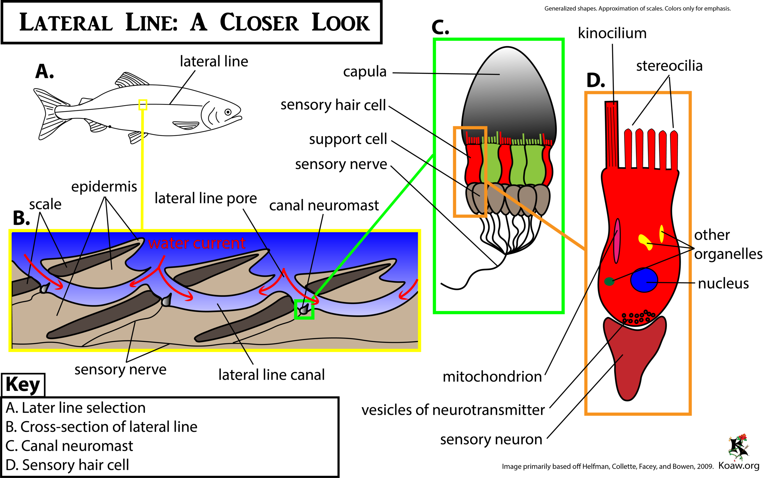 Lateral Line: A Closer Look